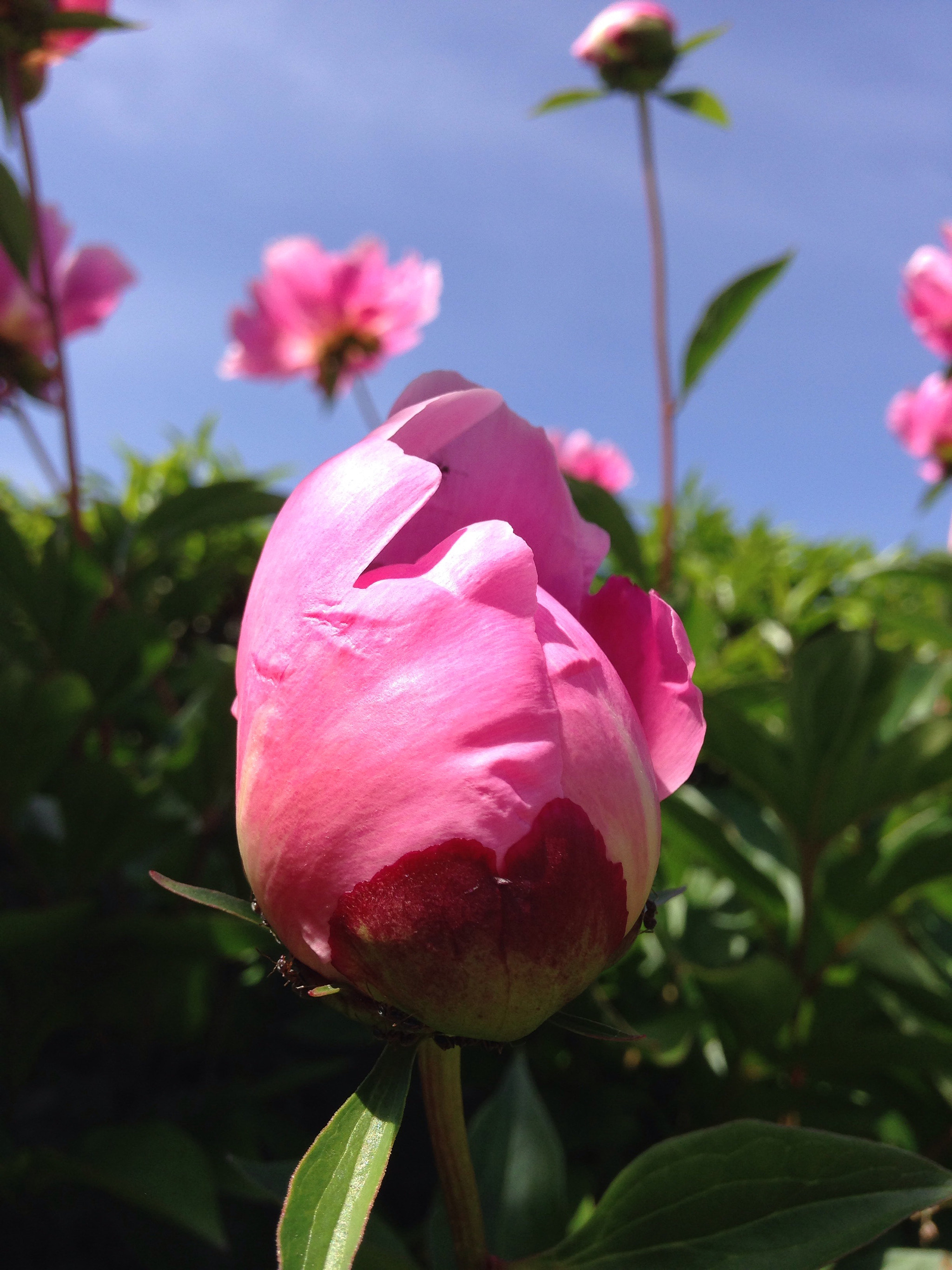 Apple iPhone 5c sample photo