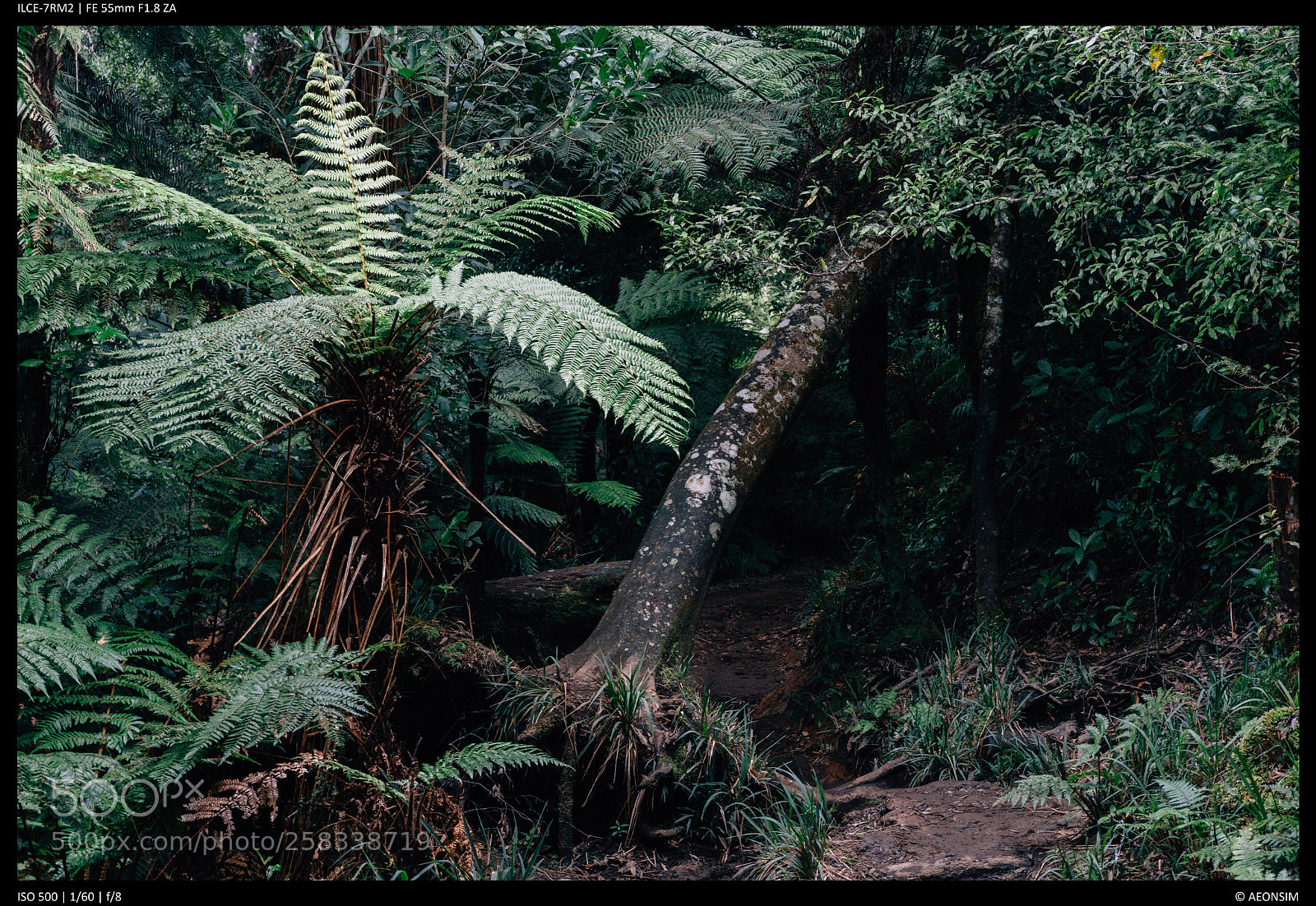 Sony a7R II sample photo. Fern and trail photography