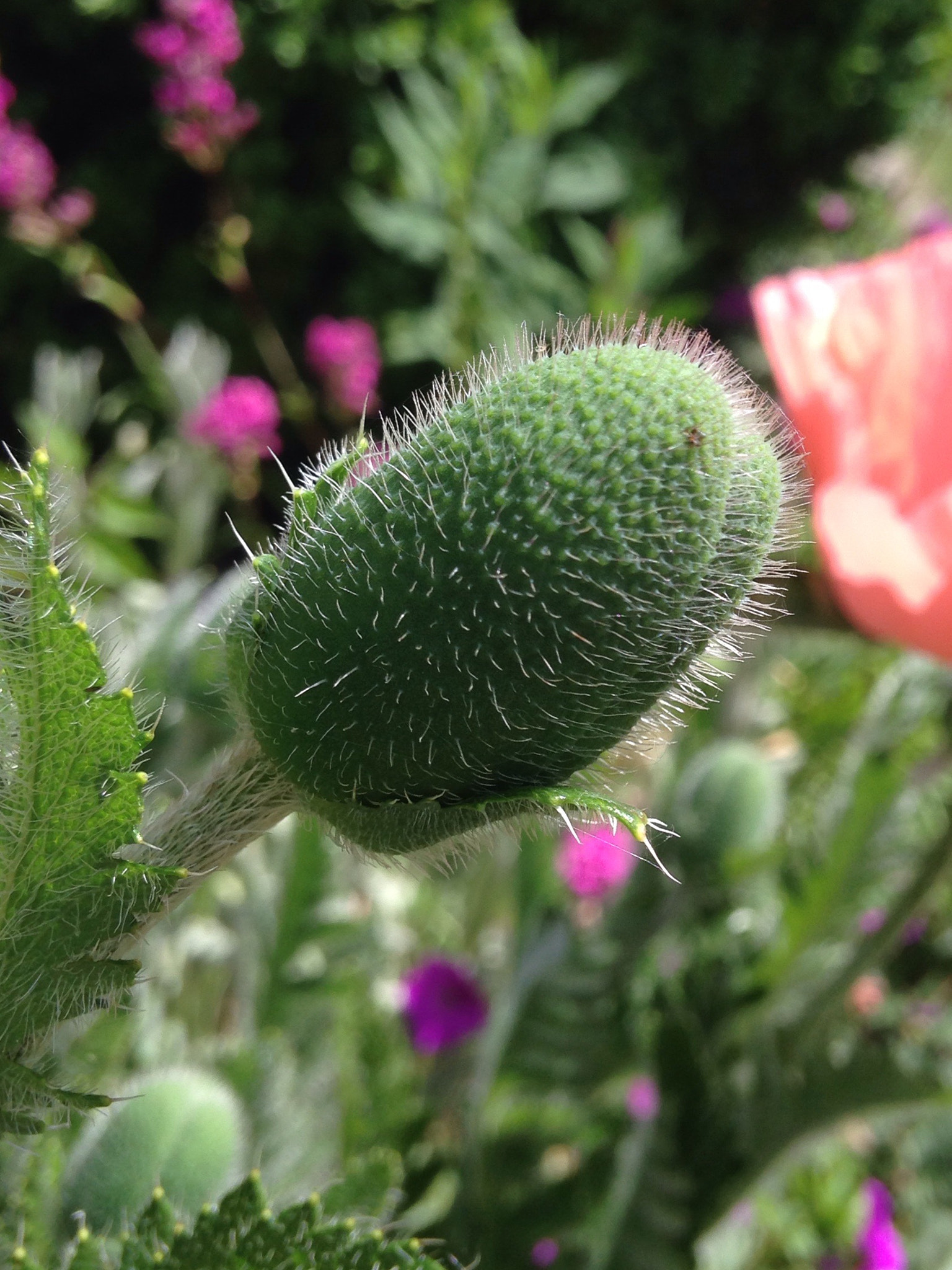 Apple iPhone 5c sample photo