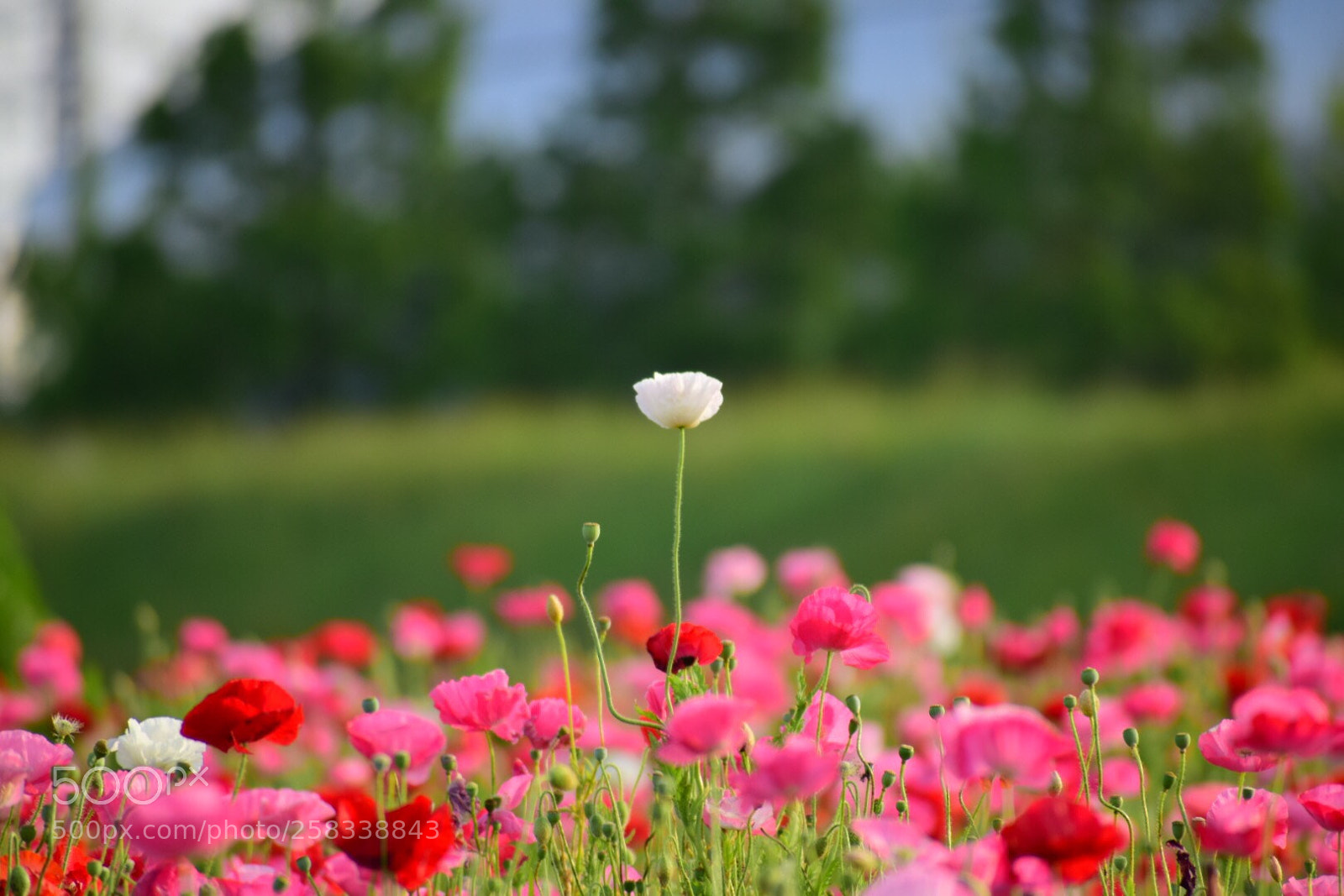 Nikon D5300 sample photo. Corn poppy photography