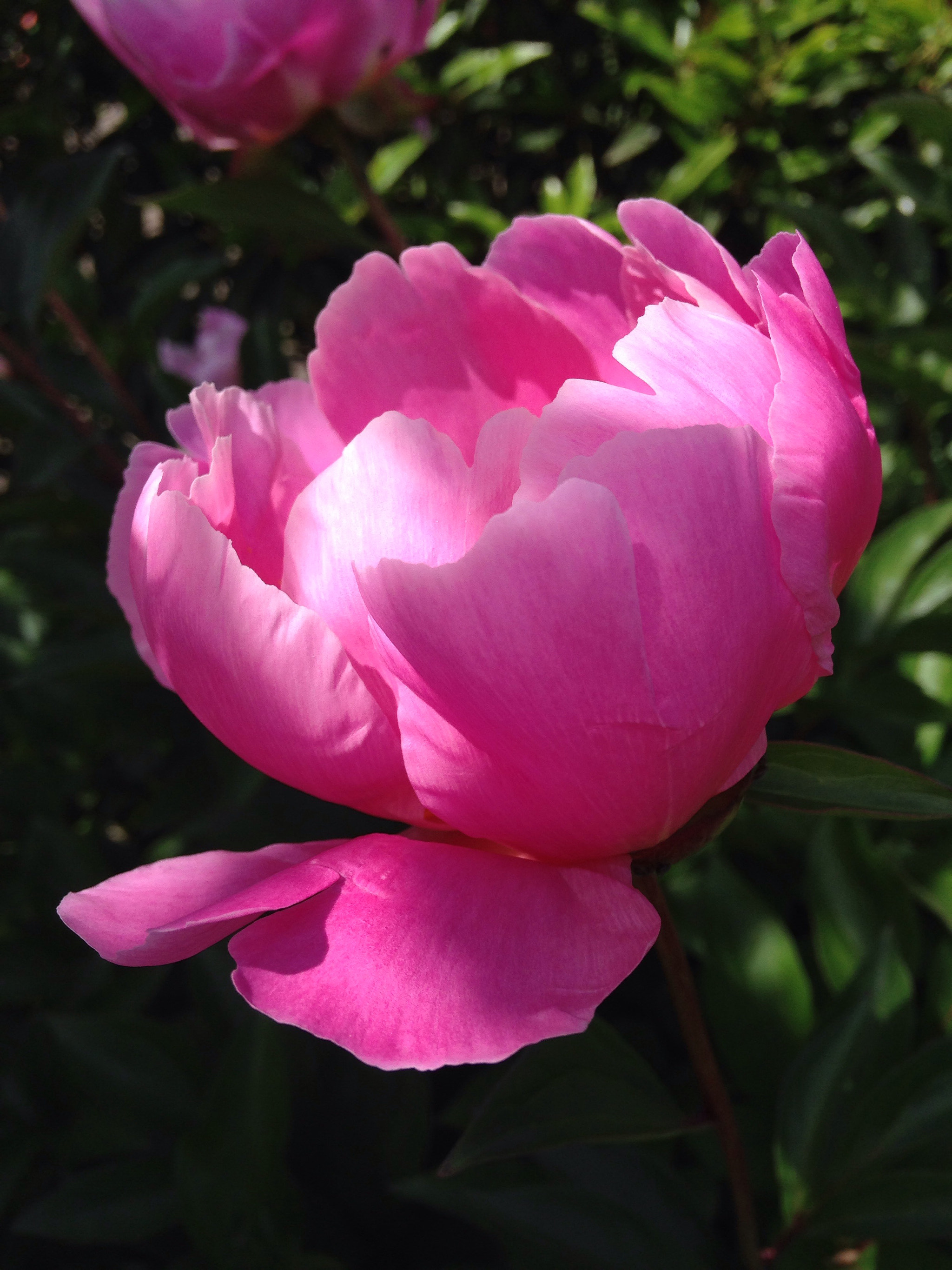 Apple iPhone 5c sample photo