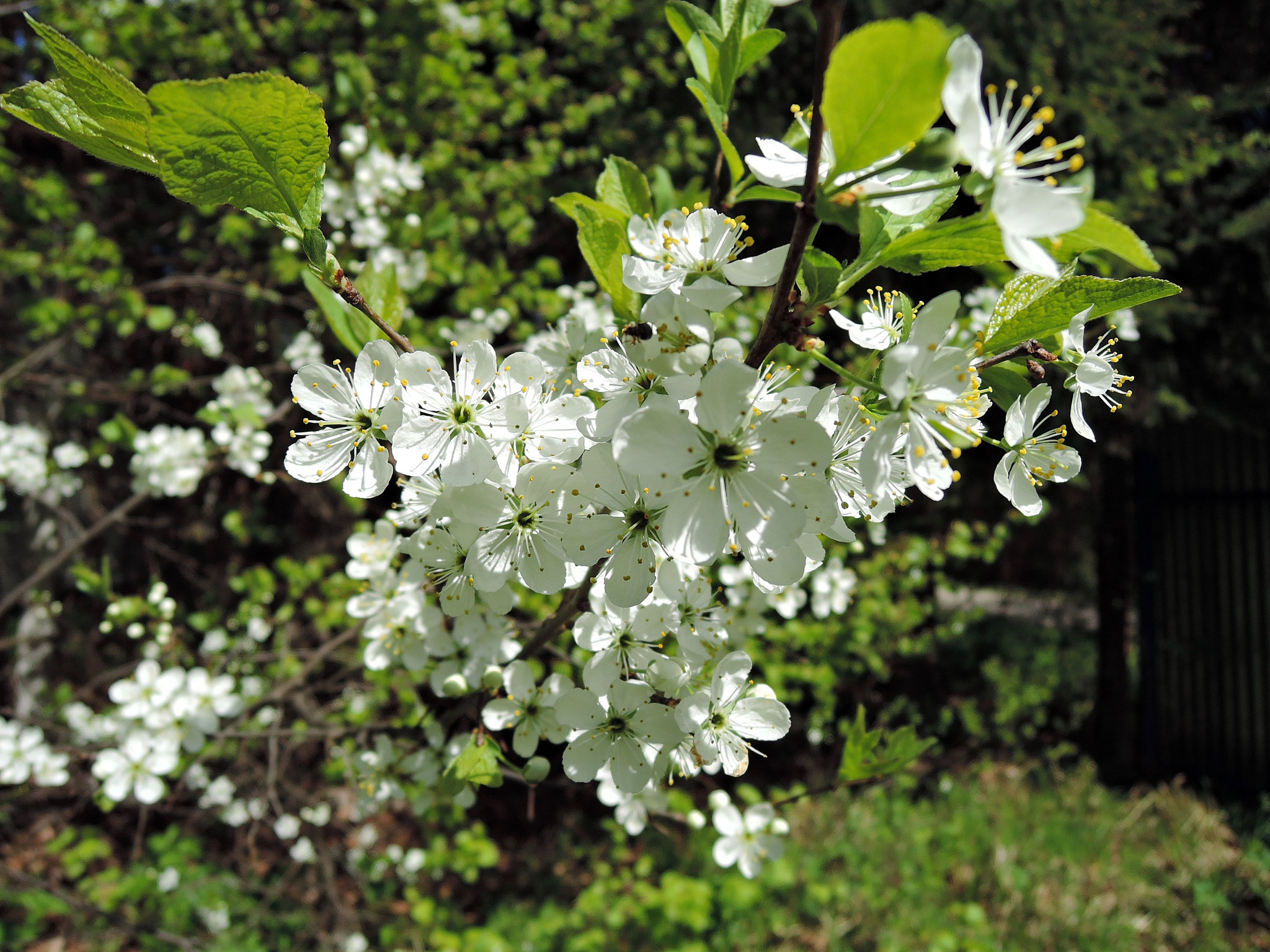 Nikon Coolpix P340 sample photo. Blossoming wild plum photography