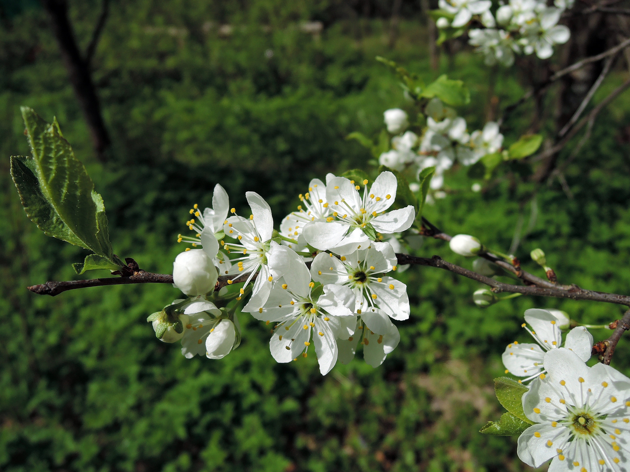 Nikon Coolpix P340 sample photo. Blossoming wild plum photography