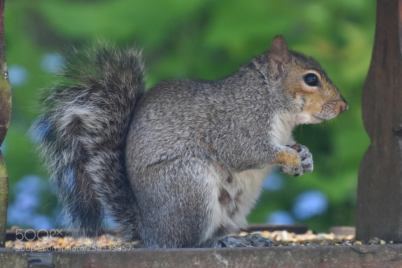 Nikon D7200 sample photo. Momma squirrel (3) photography