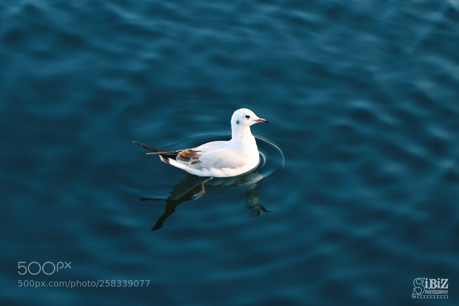 Canon EOS 77D (EOS 9000D / EOS 770D) sample photo. Sea birds () photography