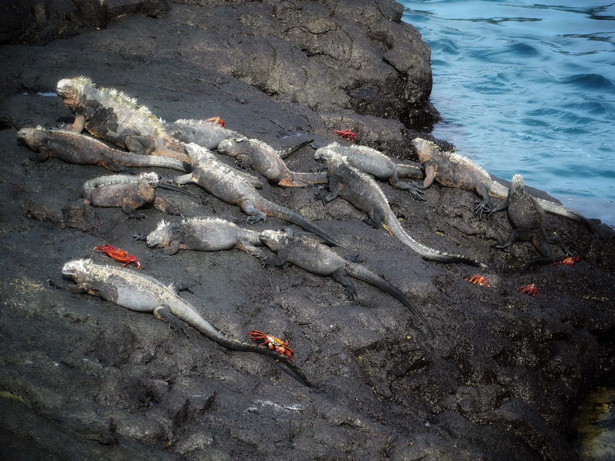Canon PowerShot SX280 HS sample photo. Iguanas and crabs photography