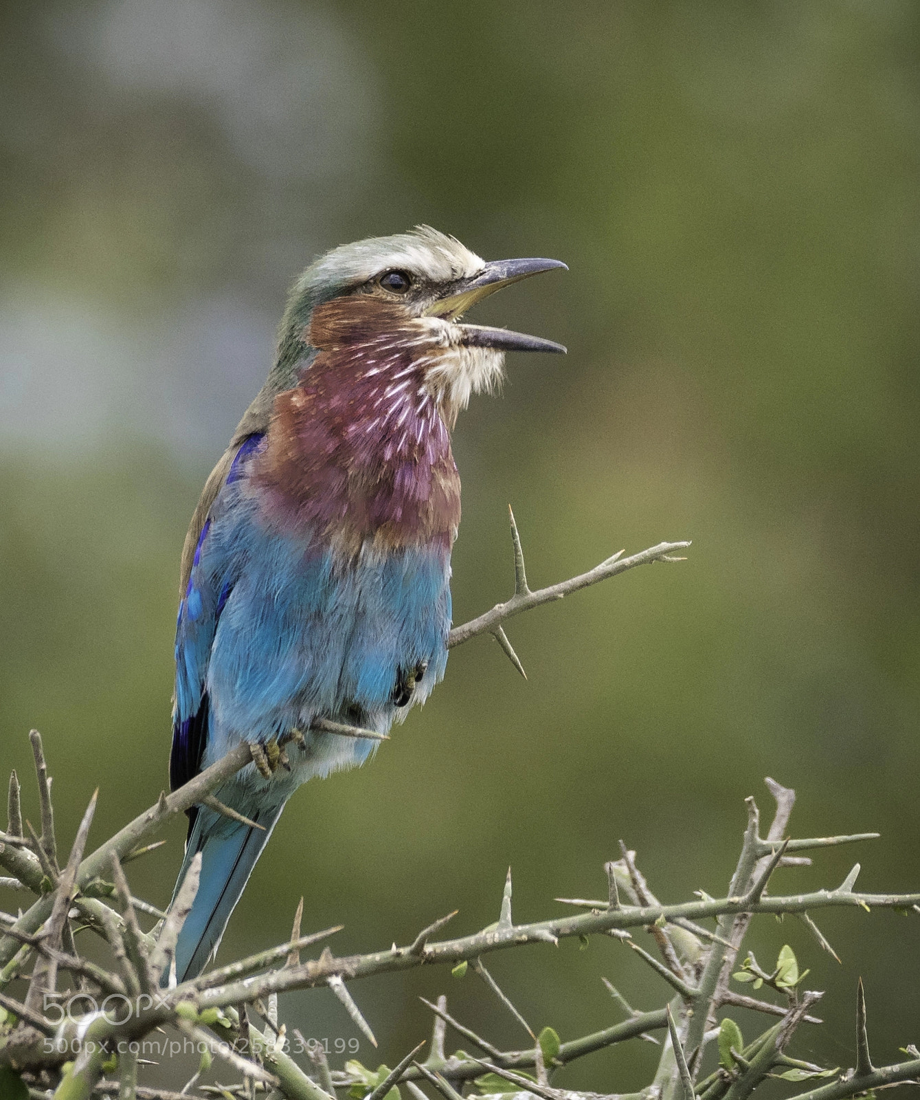 Nikon D810 sample photo. Lilac-breasted roller photography