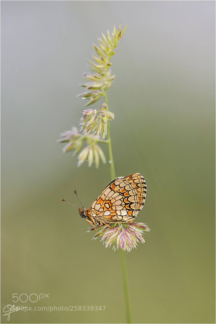 Nikon D610 sample photo. Melitaea photography