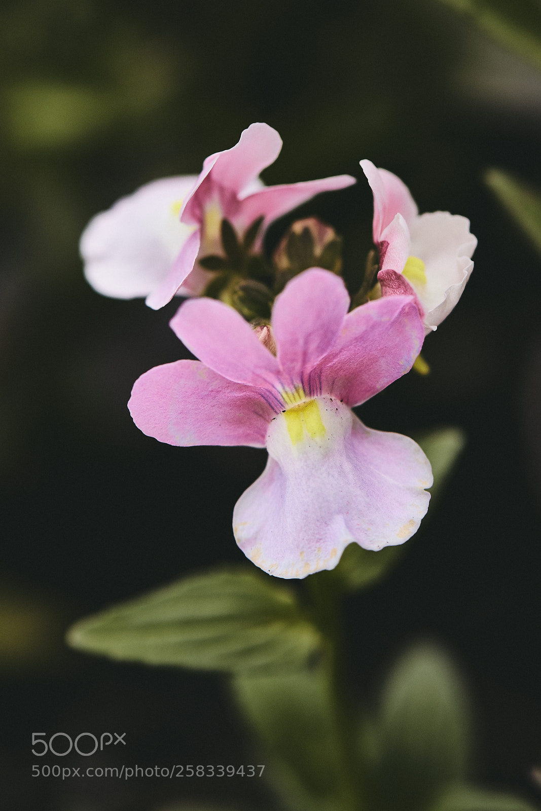 Canon EOS 80D sample photo. Untitled photography