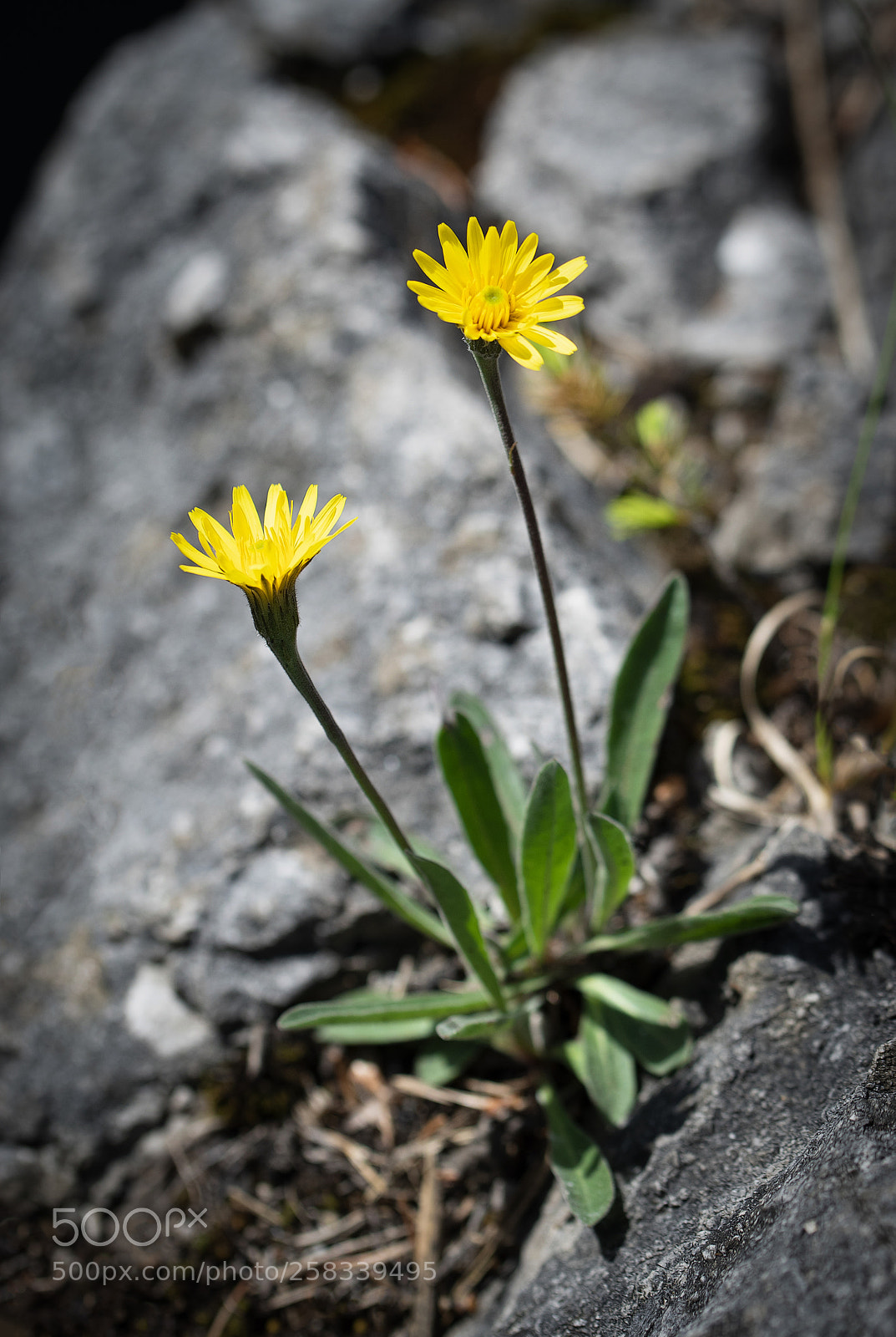 Nikon D5500 sample photo. Still life two pretty photography