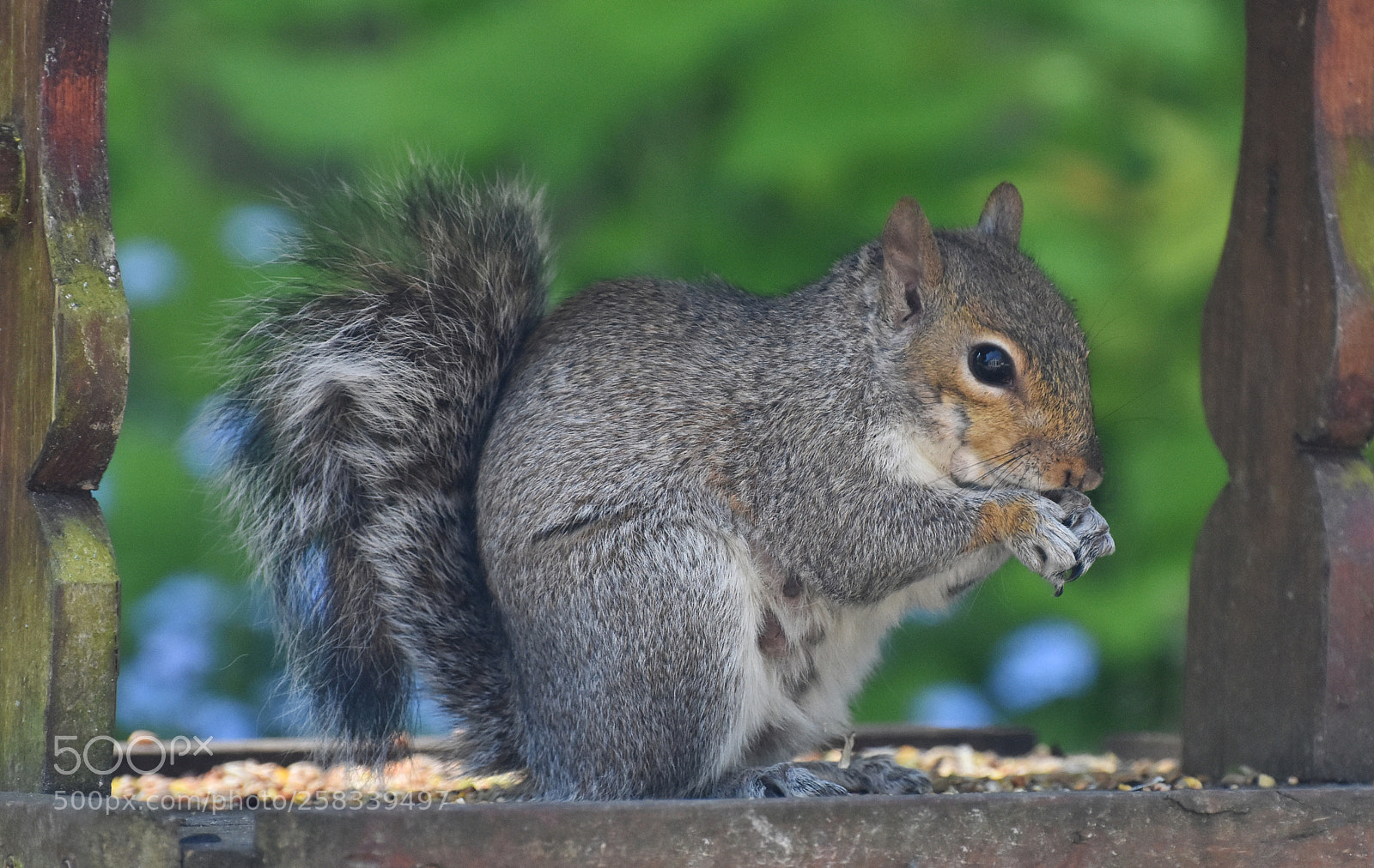Nikon D7200 sample photo. Momma squirrel (2) photography