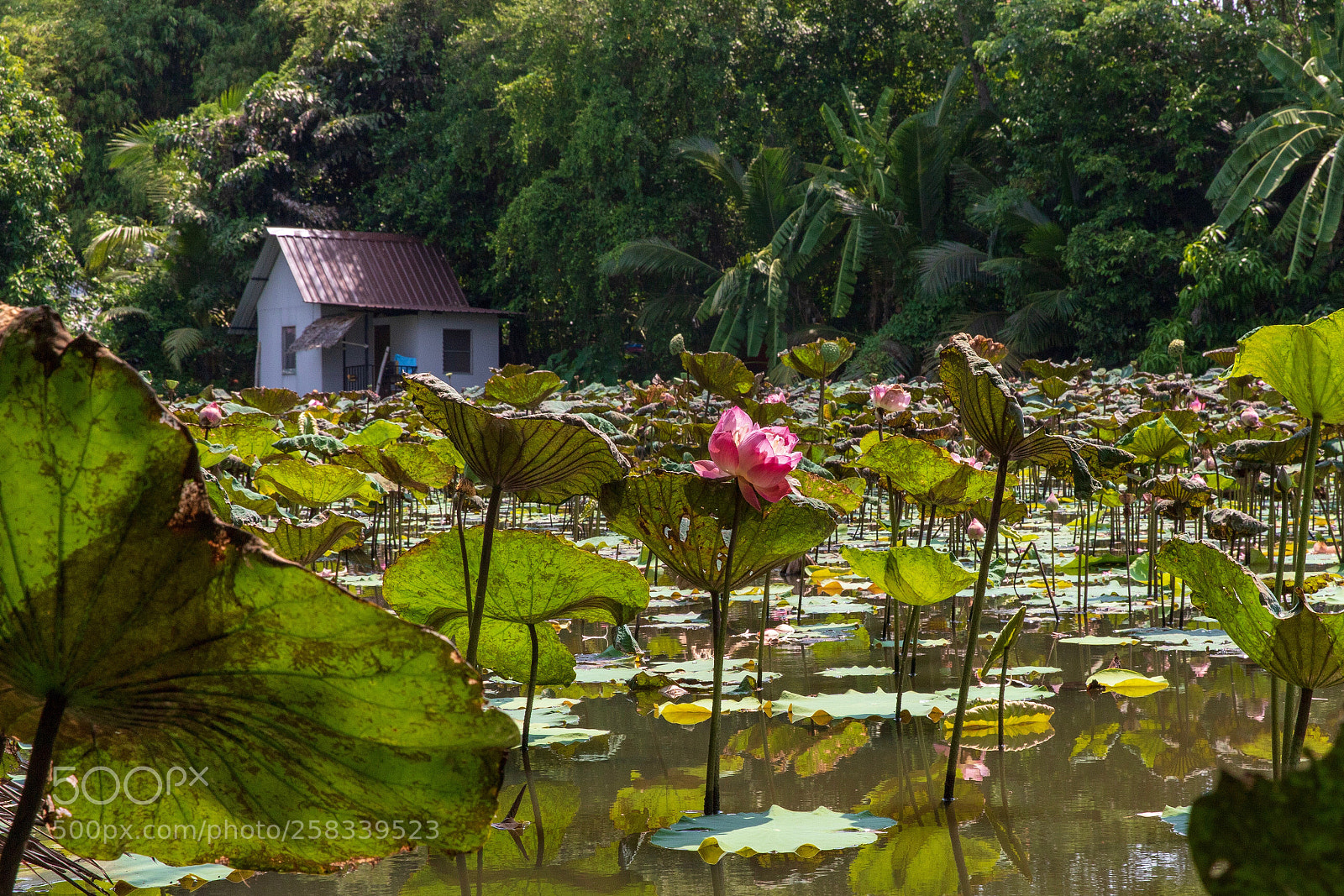 Canon EOS 6D Mark II sample photo. Vers bangkok photography