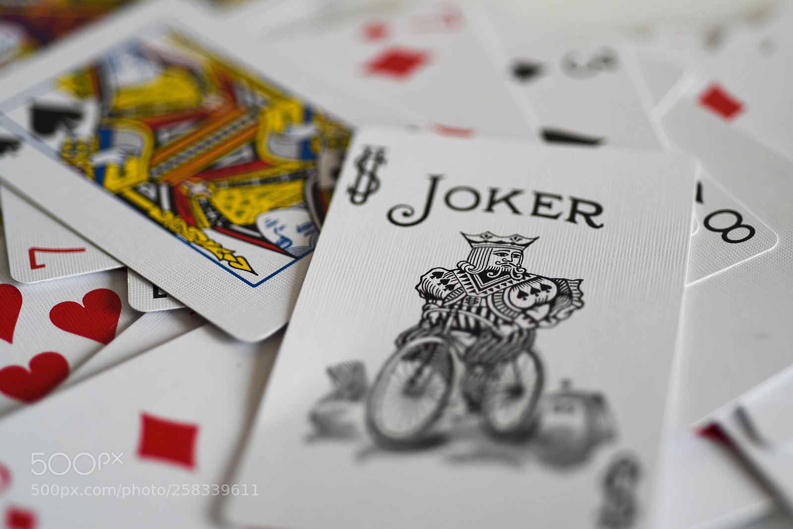 Nikon D750 sample photo. Wild card photography