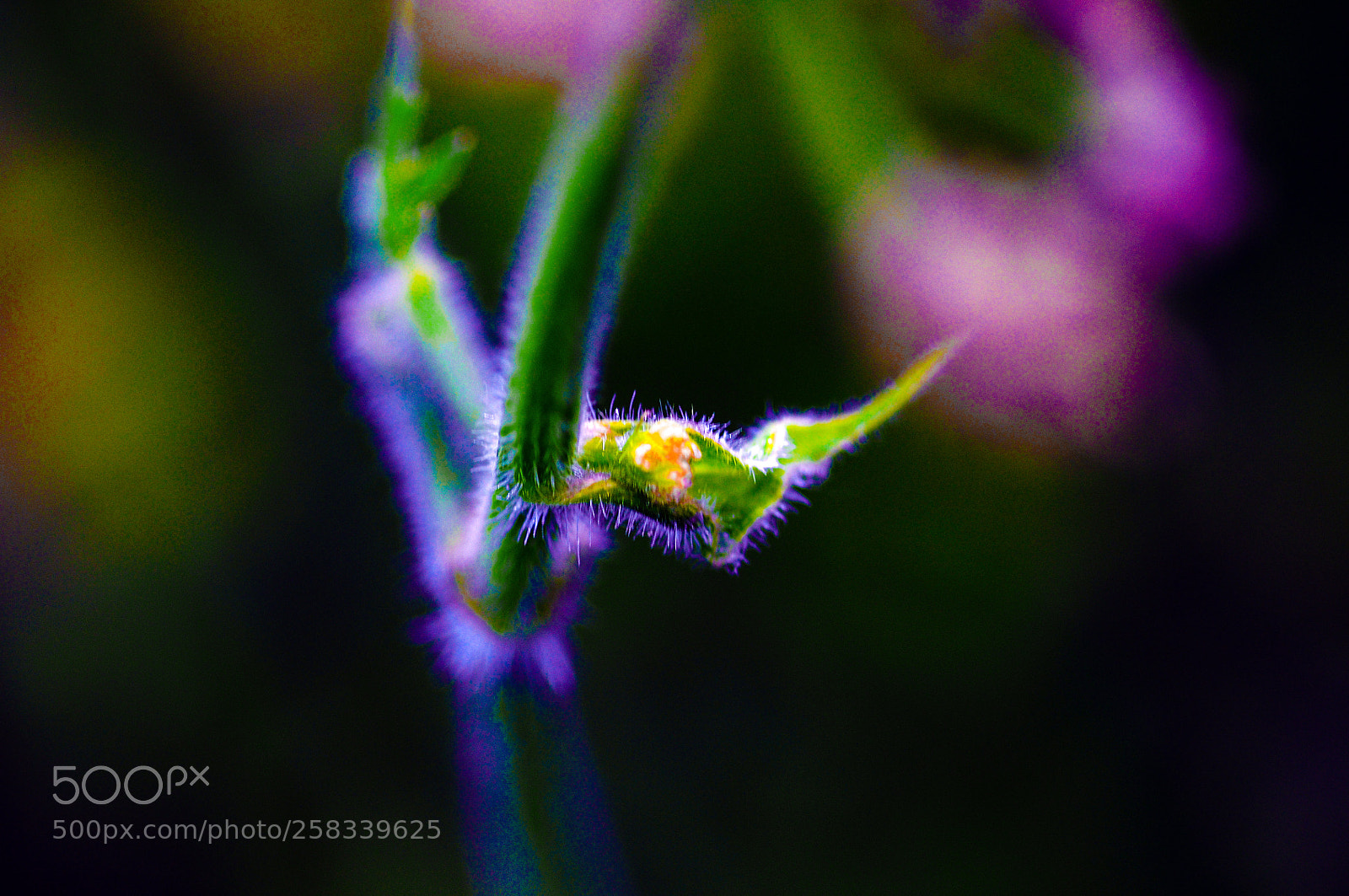 Nikon D90 sample photo. Monstroplante.... photography