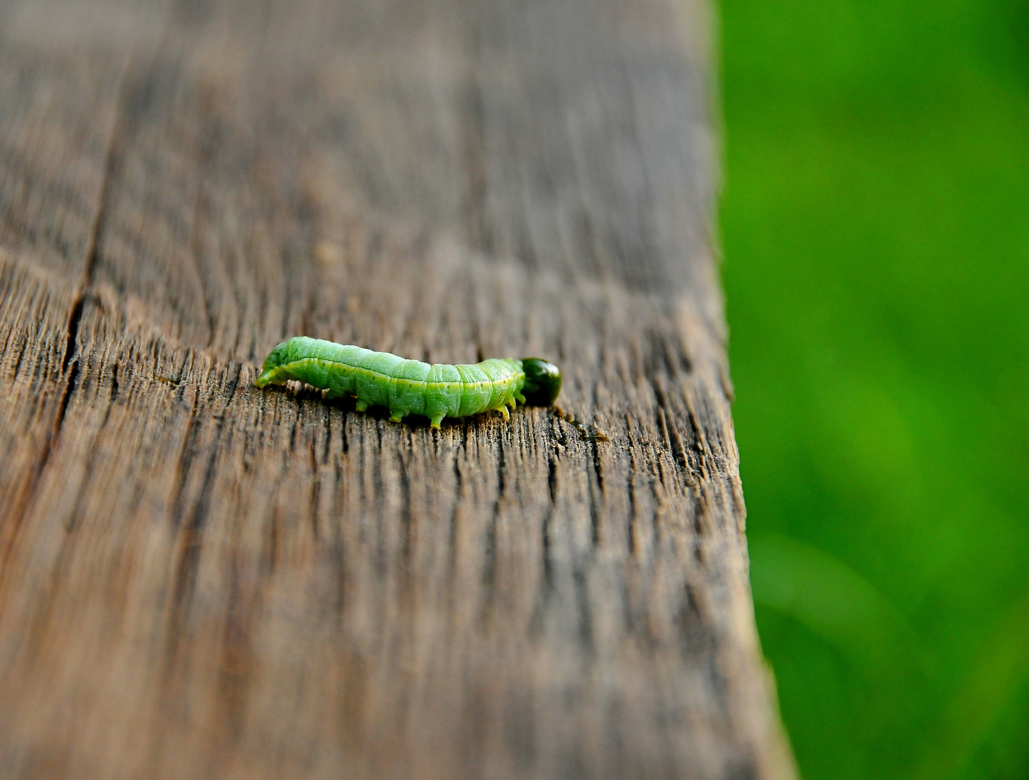 Nikon D300S sample photo. Green to green photography