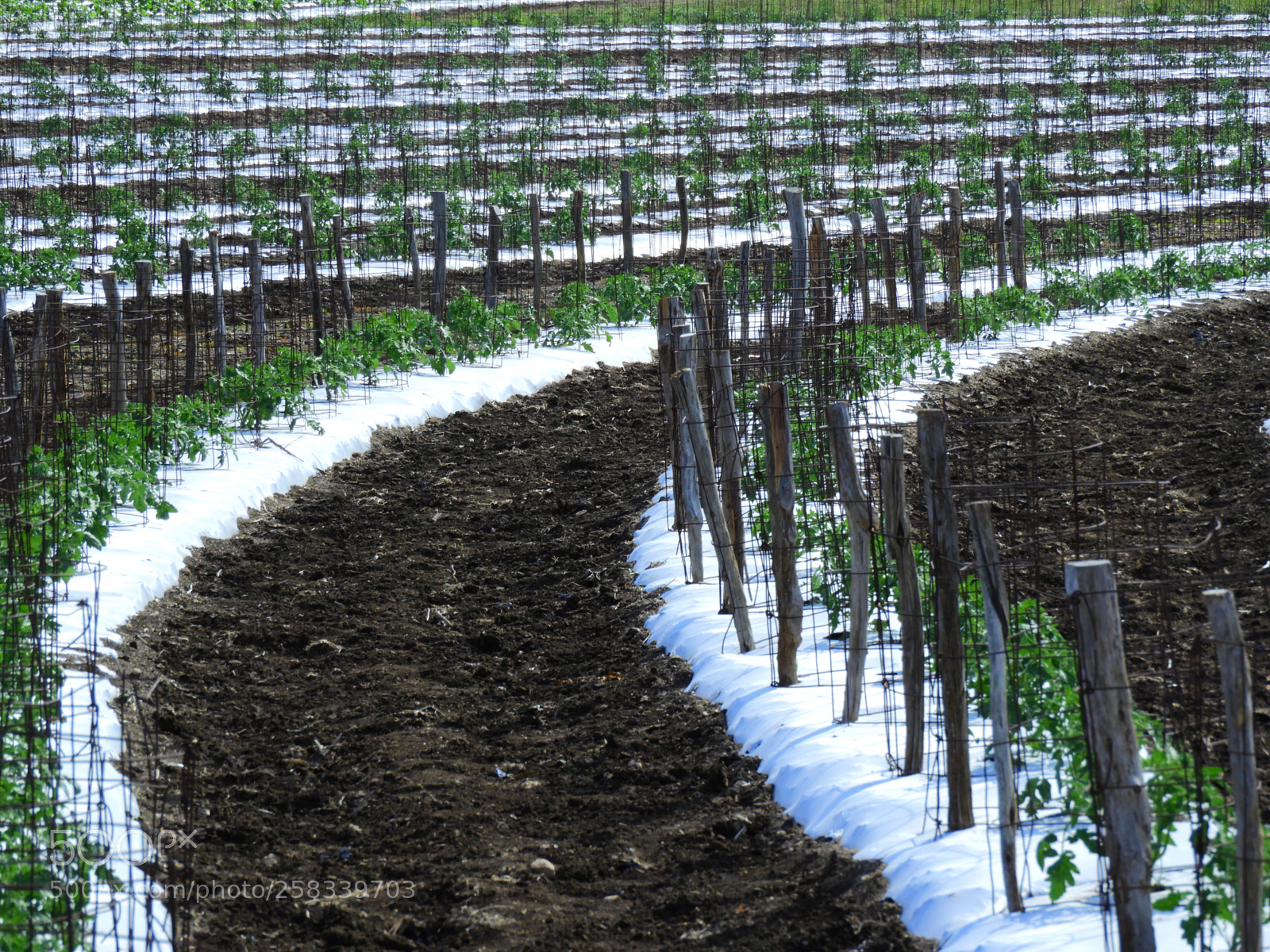 Nikon Coolpix B700 sample photo. Large tomato field photography