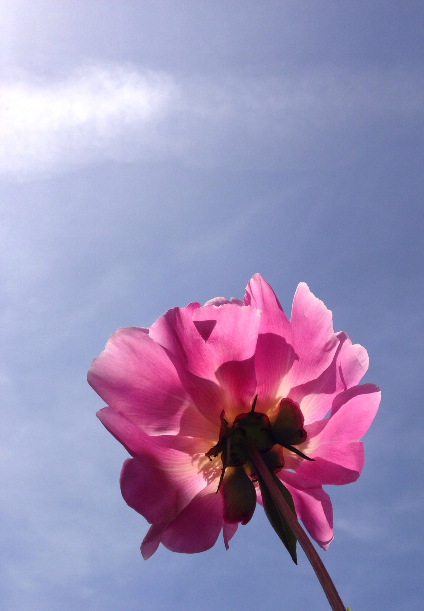 Apple iPhone 5c sample photo