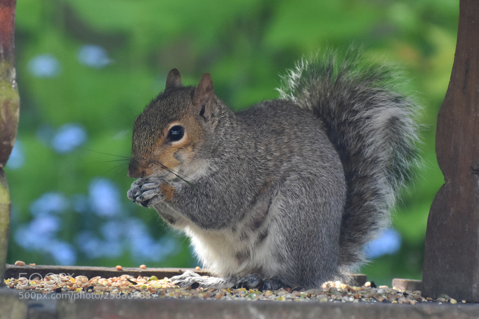 Nikon D7200 sample photo. Momma squirrel (1) photography