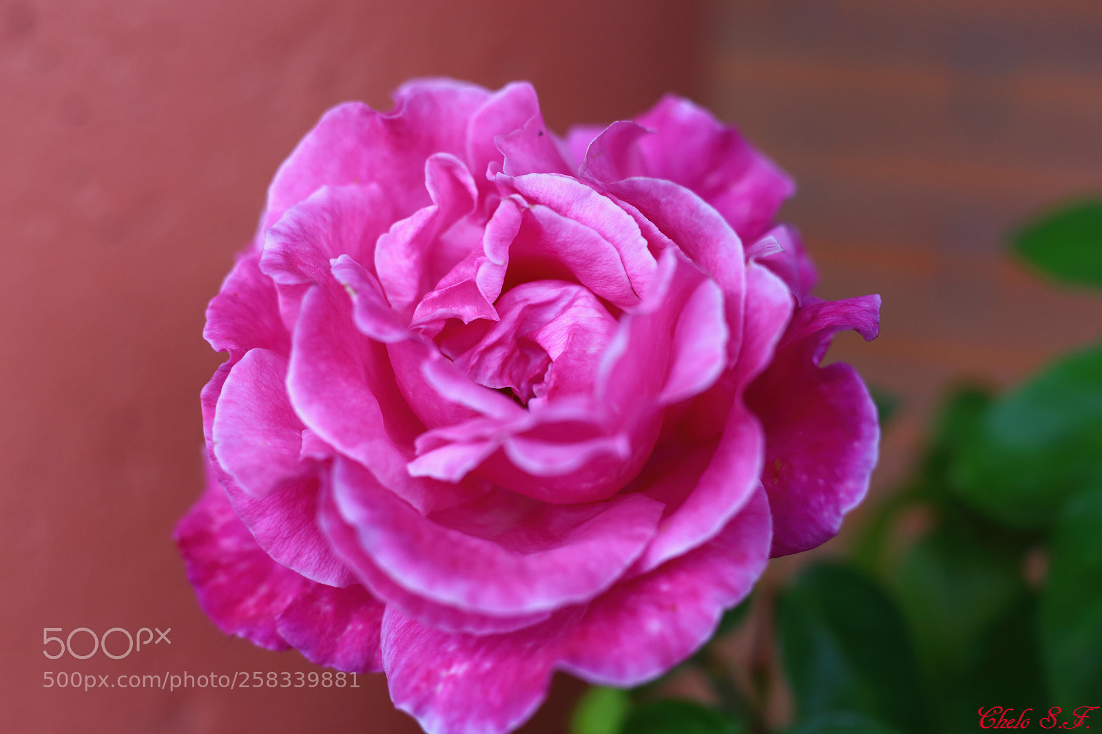 Canon EOS 6D sample photo. Untitled photography