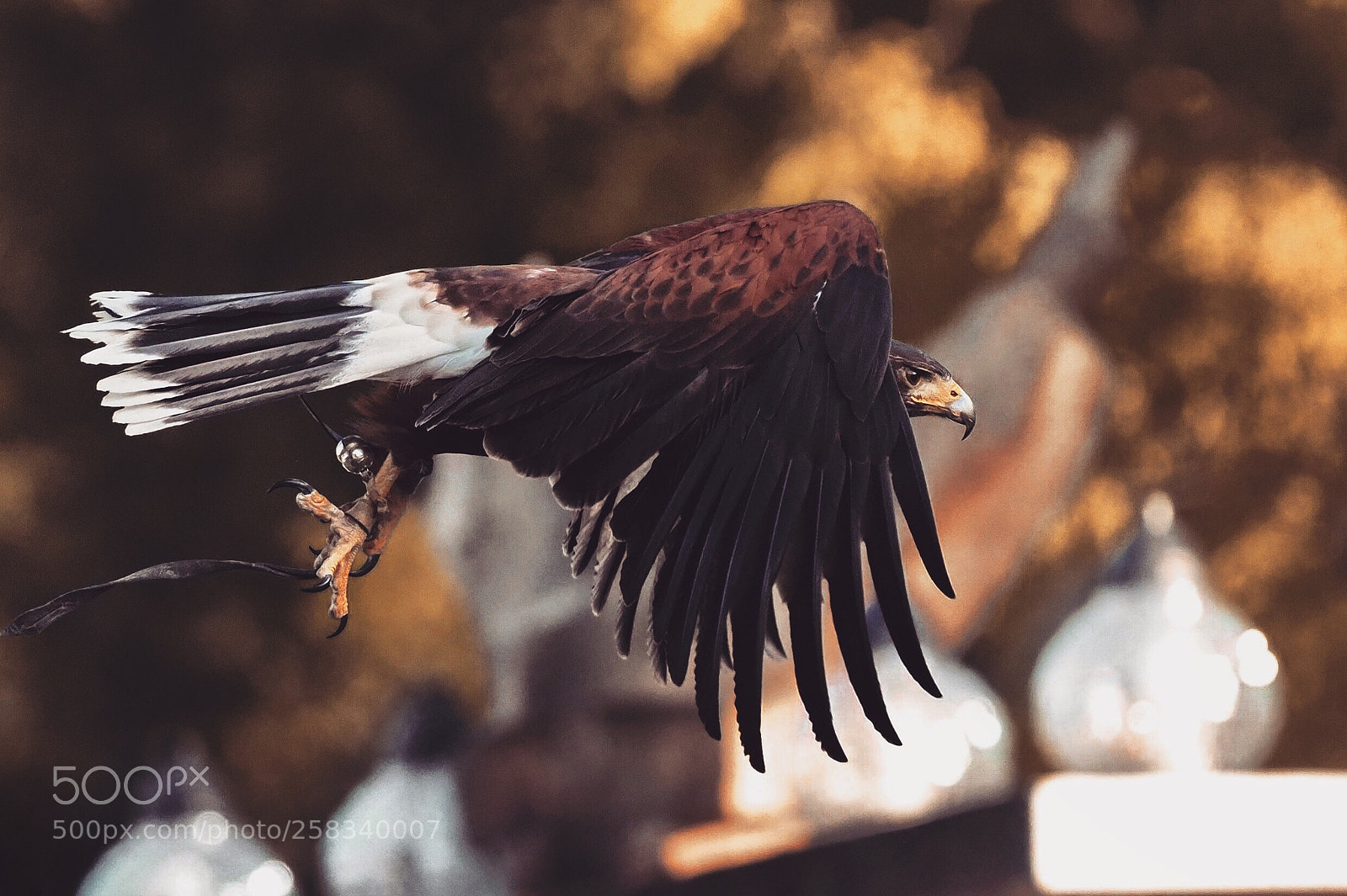Olympus OM-D E-M1 Mark II sample photo. Harris hawk photography