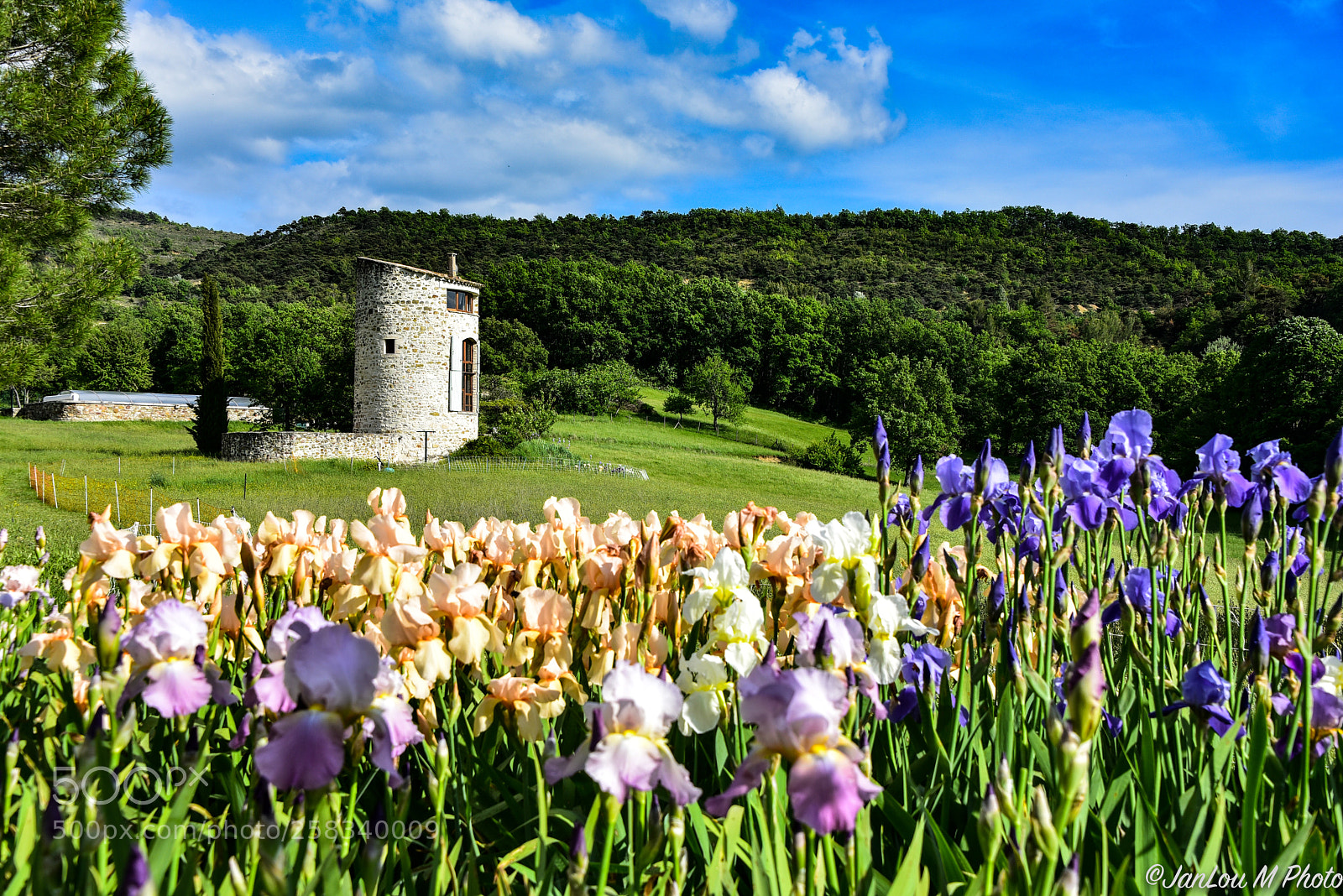 Nikon D750 sample photo. Les iris de gignac photography