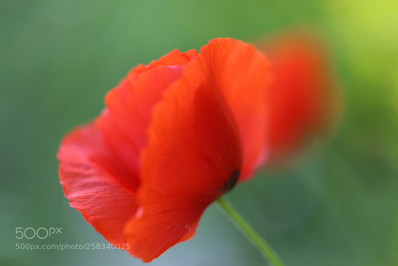 Canon EOS 6D sample photo. Coquelicot  photography