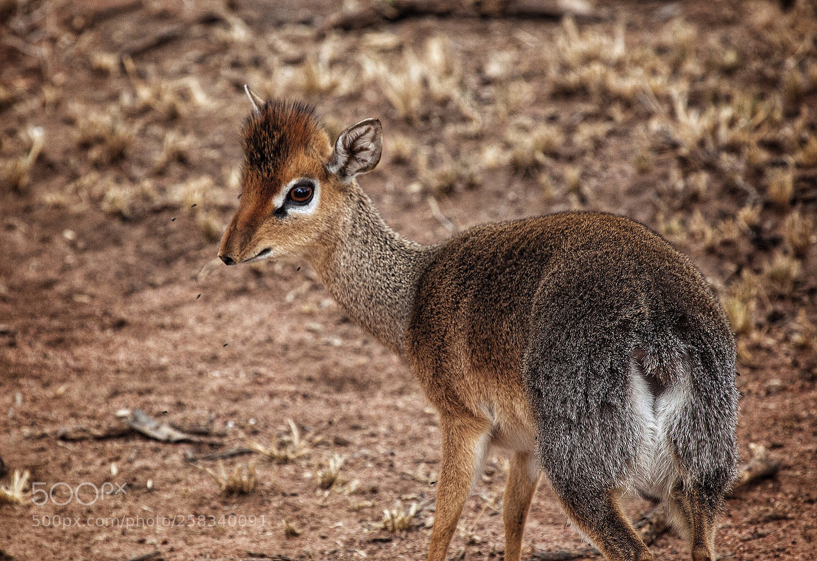 Canon EOS 5D Mark II sample photo. Dikdik de kirk, female photography
