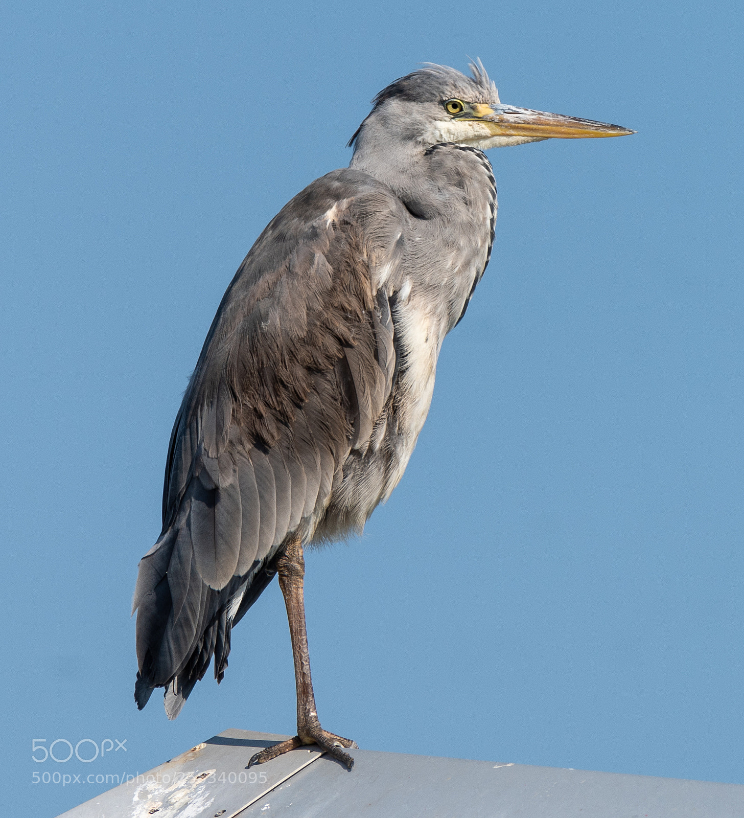 Nikon D810 sample photo. Heron photography