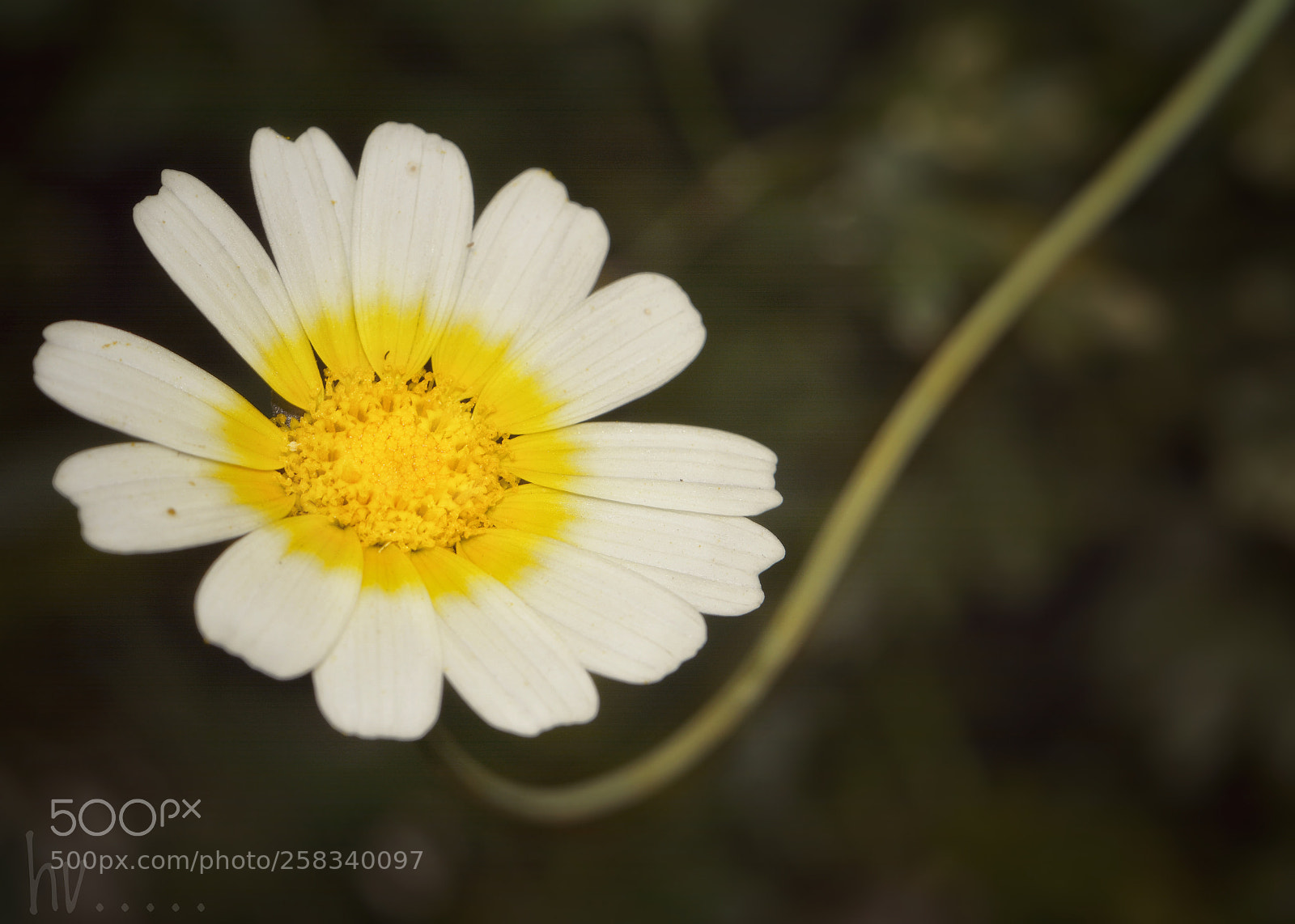 Nikon D7100 sample photo. Daisy photography
