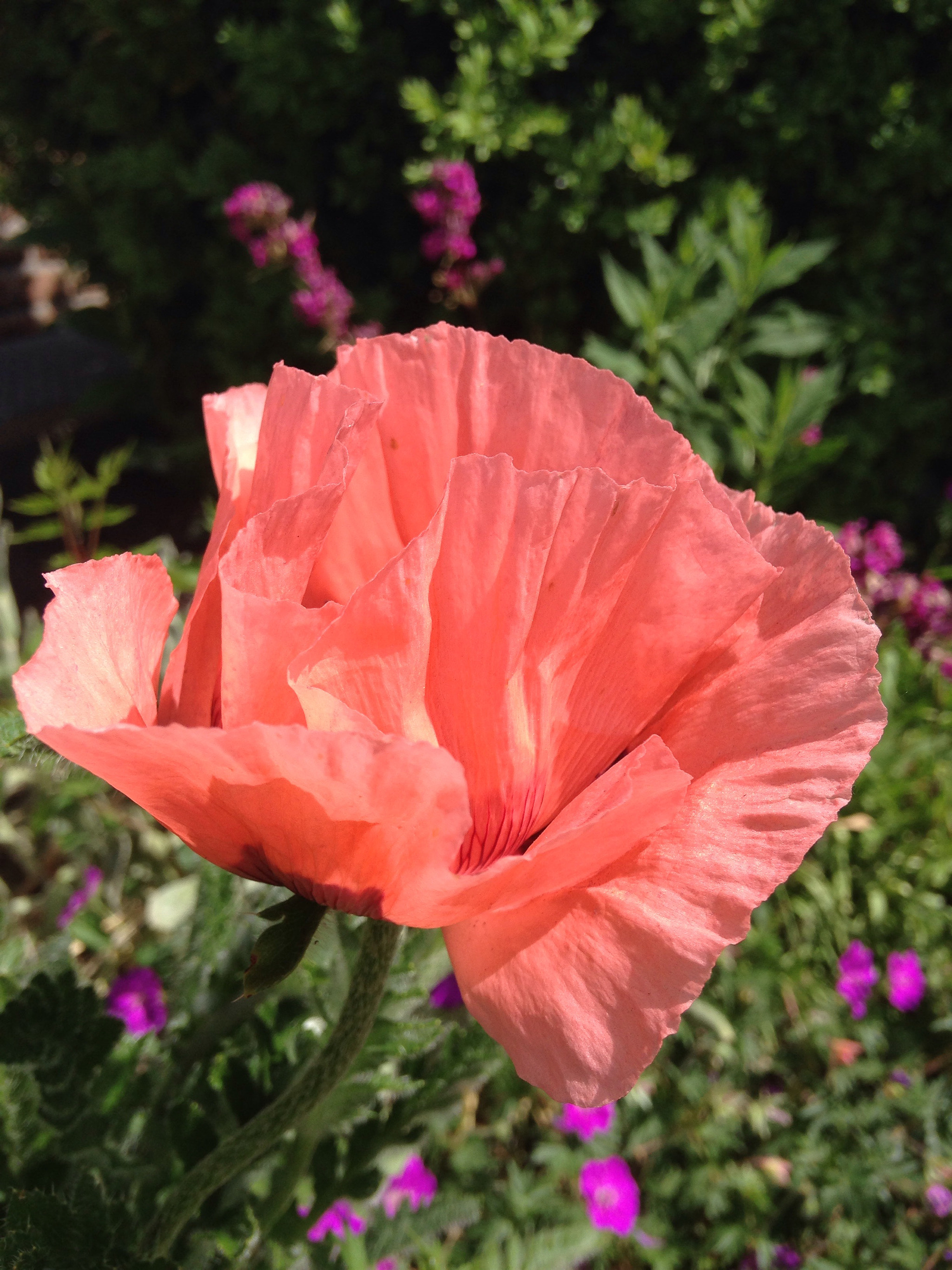 Apple iPhone 5c sample photo
