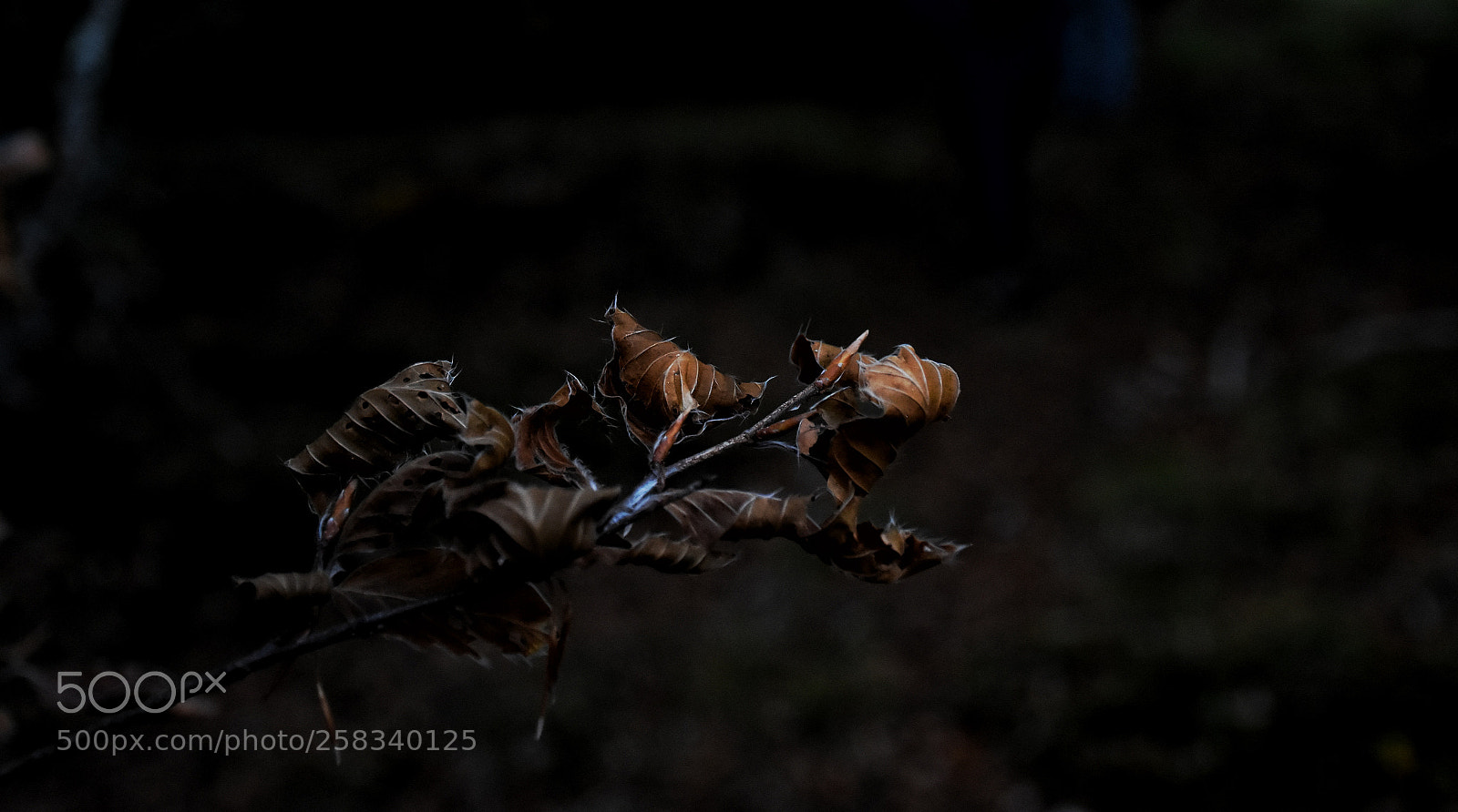 Nikon D5500 sample photo. Untitled photography