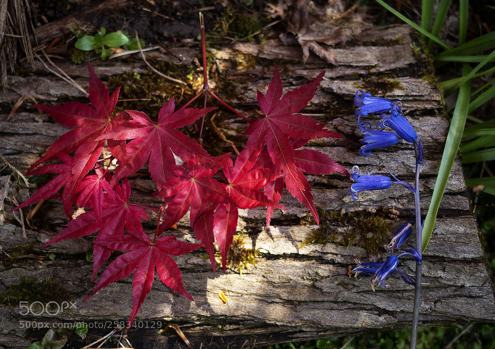 Olympus OM-D E-M5 II sample photo. Mount congreve photography