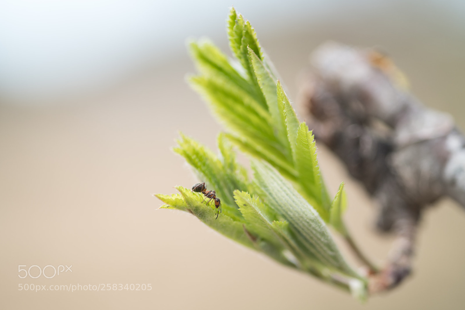 Nikon D850 sample photo. Maur i et rogneblad. photography