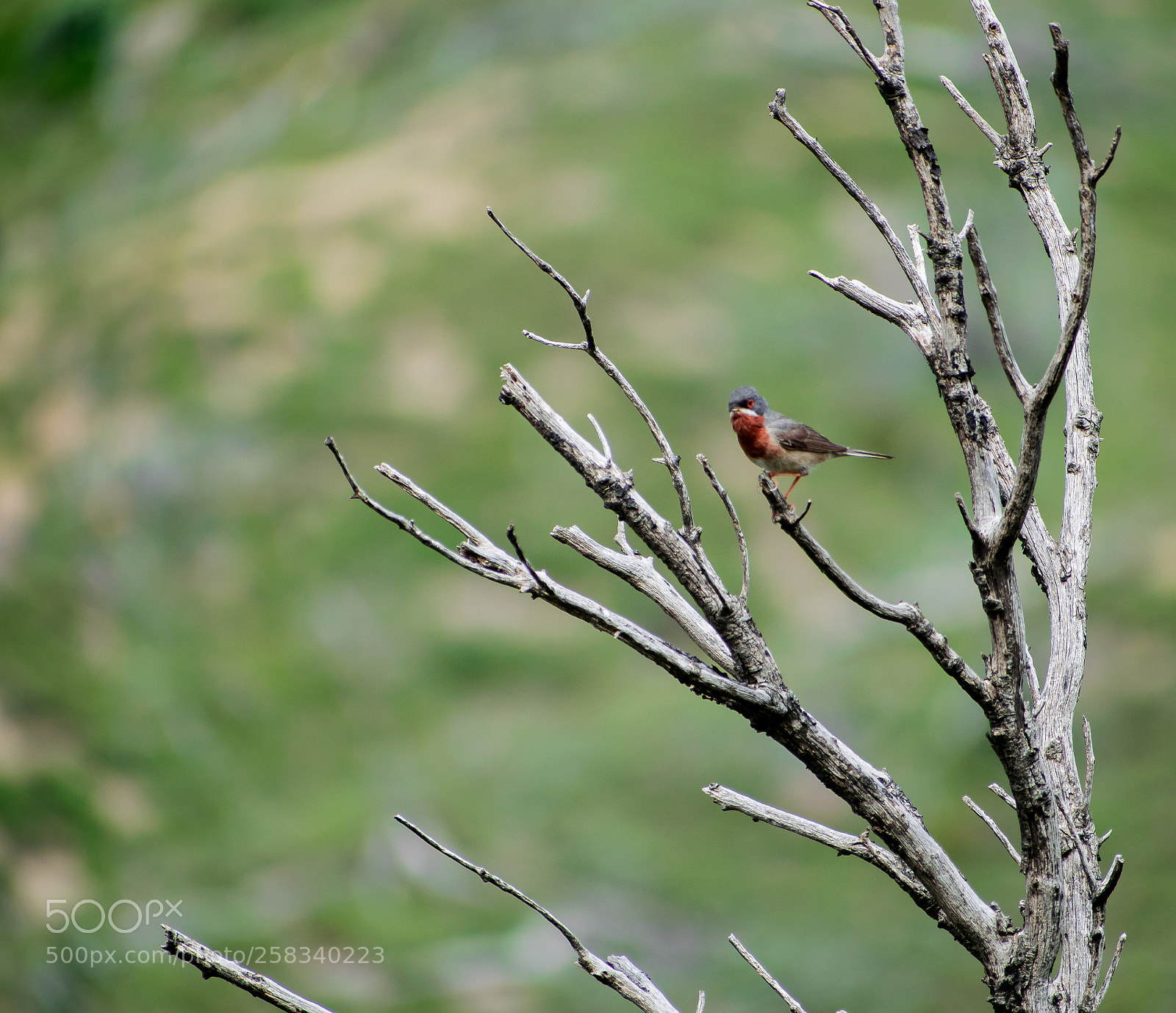Nikon D3300 sample photo. Subalpine warbler on a photography