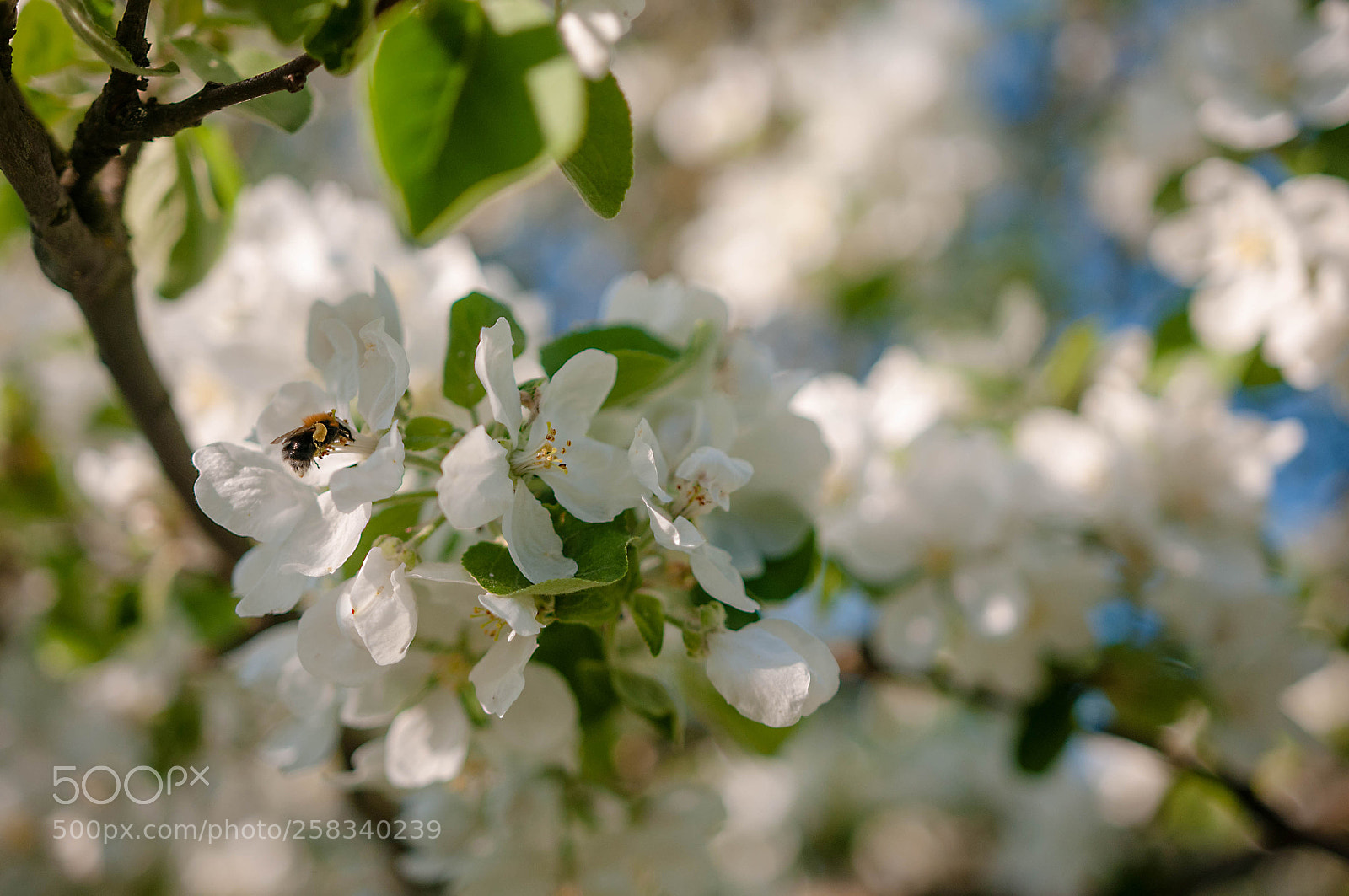 Nikon D300S sample photo. White flowers apple tree photography