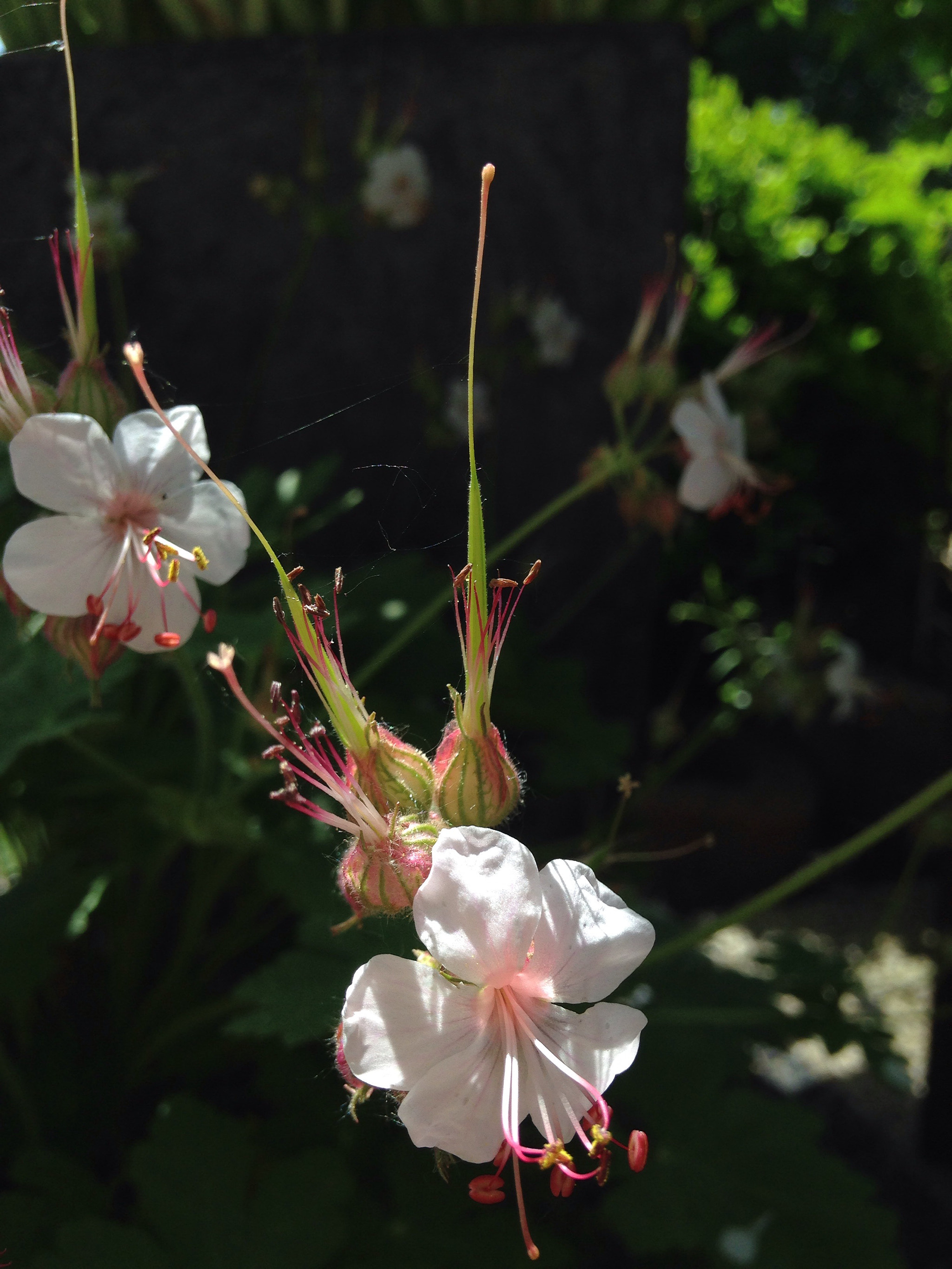 Apple iPhone 5c sample photo
