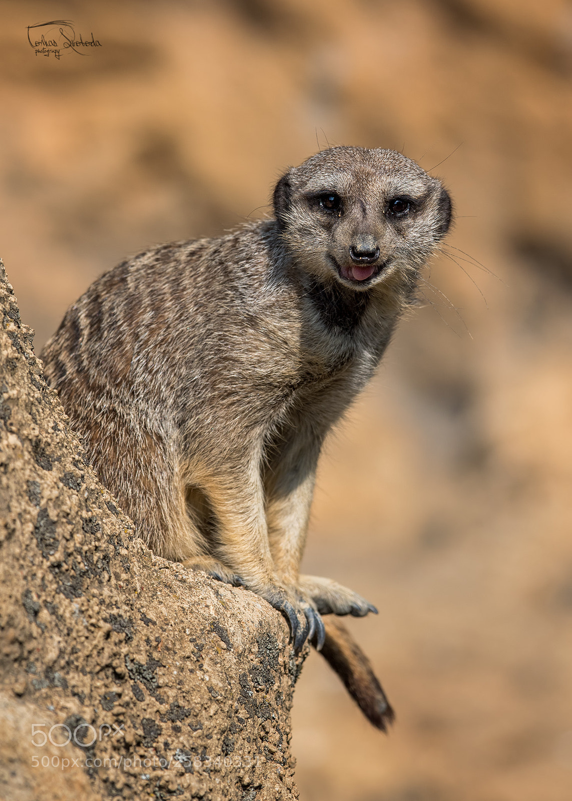 Nikon D750 sample photo. The meerkat or suricate photography