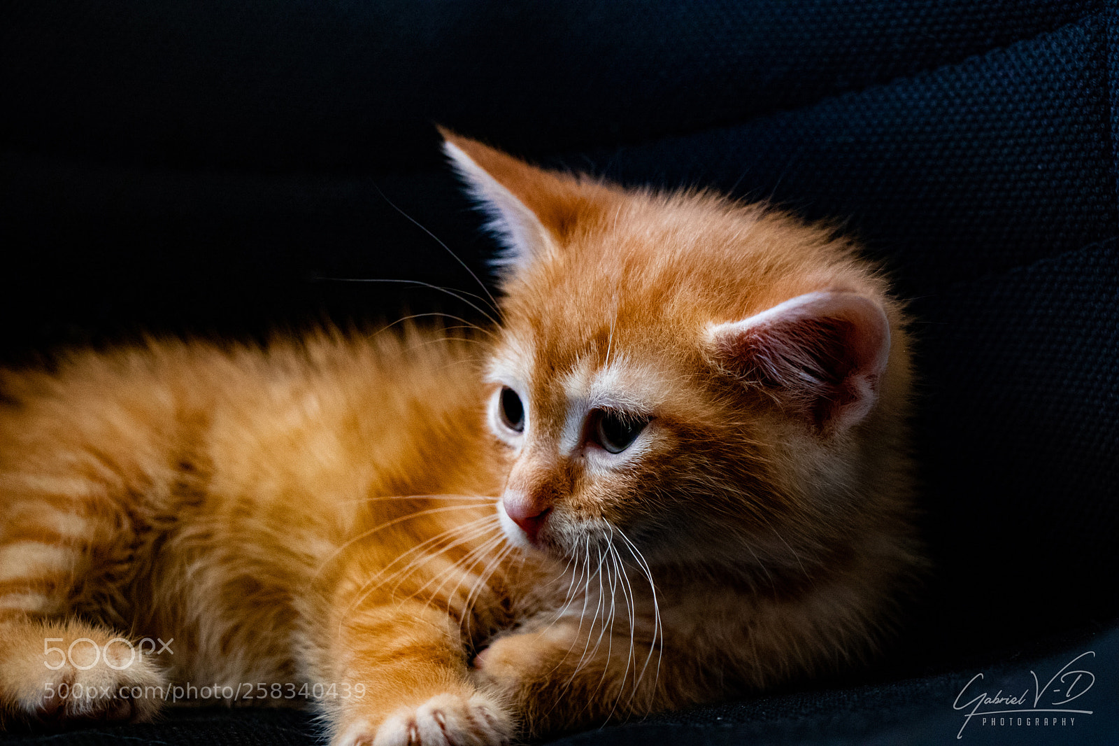 Canon EOS 80D sample photo. Little tiger i photography