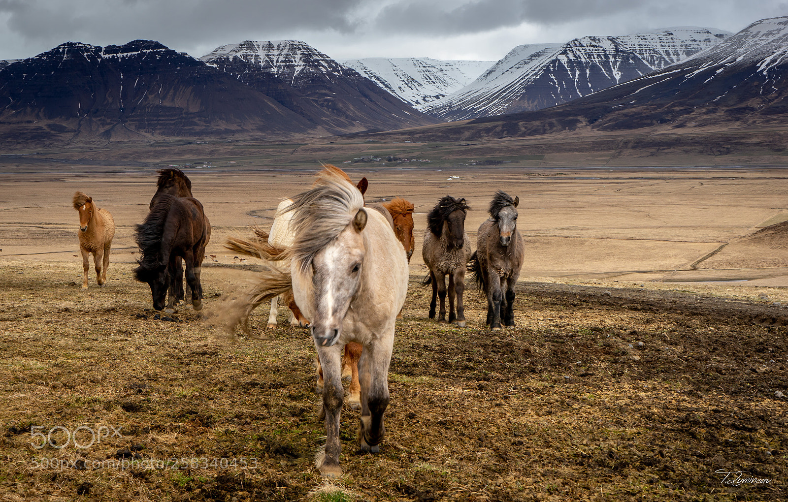 Sony a7 sample photo. Horses photography
