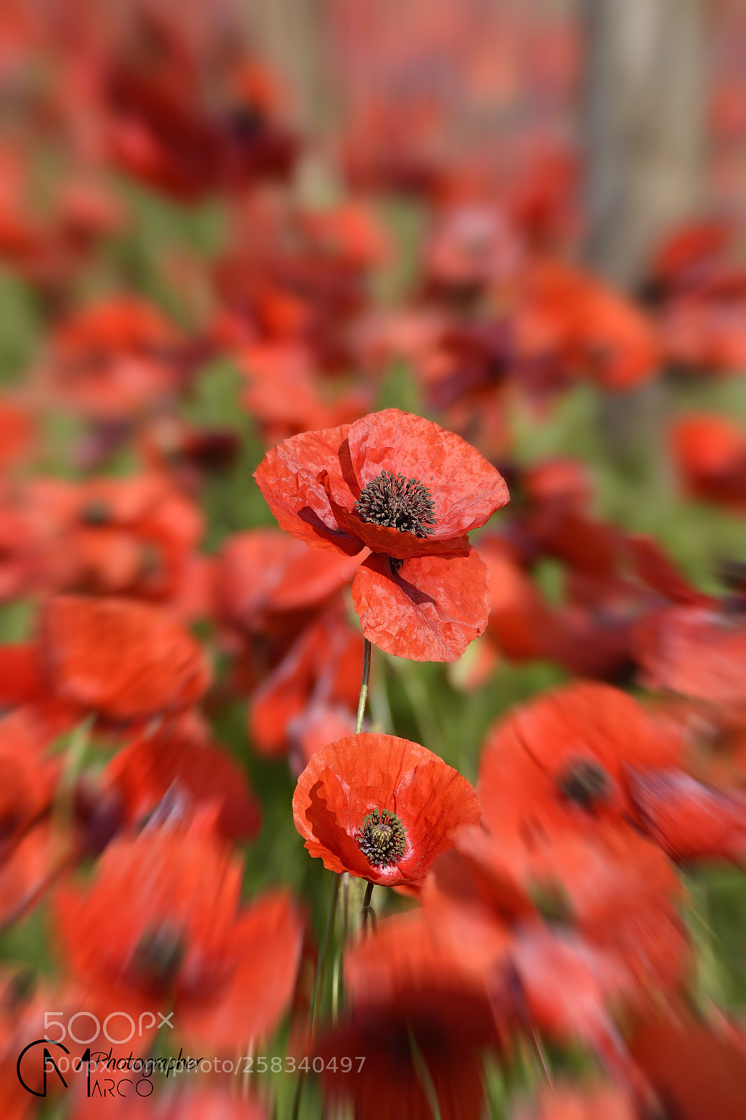 Nikon D5200 sample photo. Poppies () photography