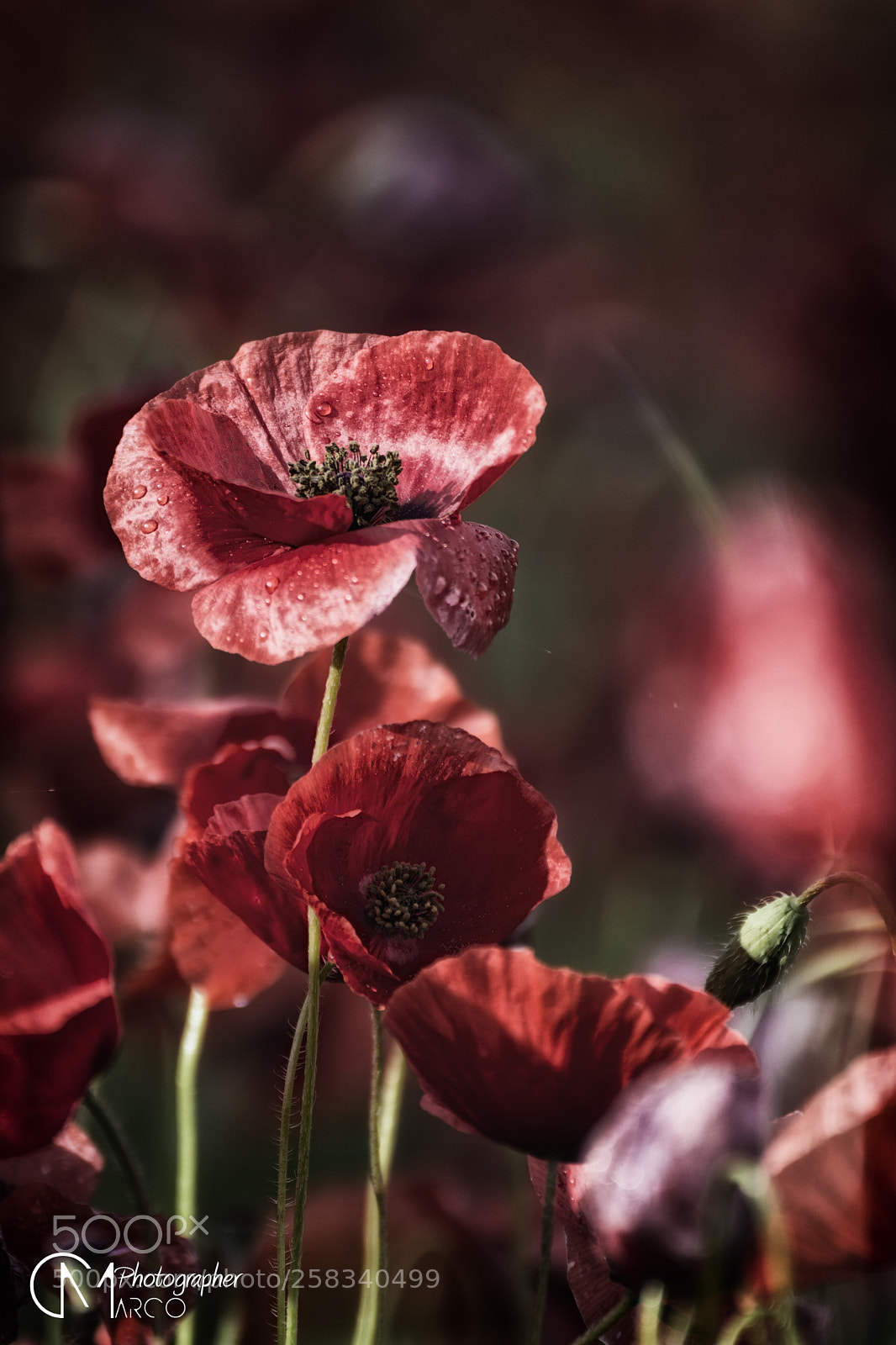 Nikon D5200 sample photo. Poppies () photography