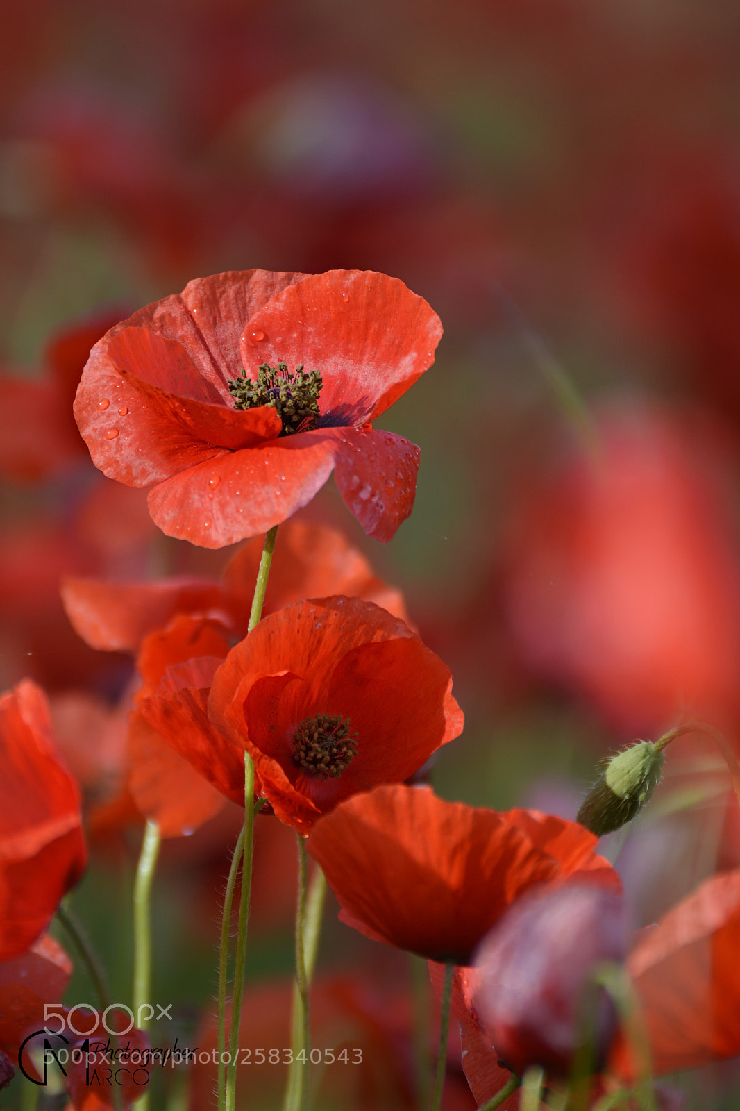 Nikon D5200 sample photo. Poppies () photography