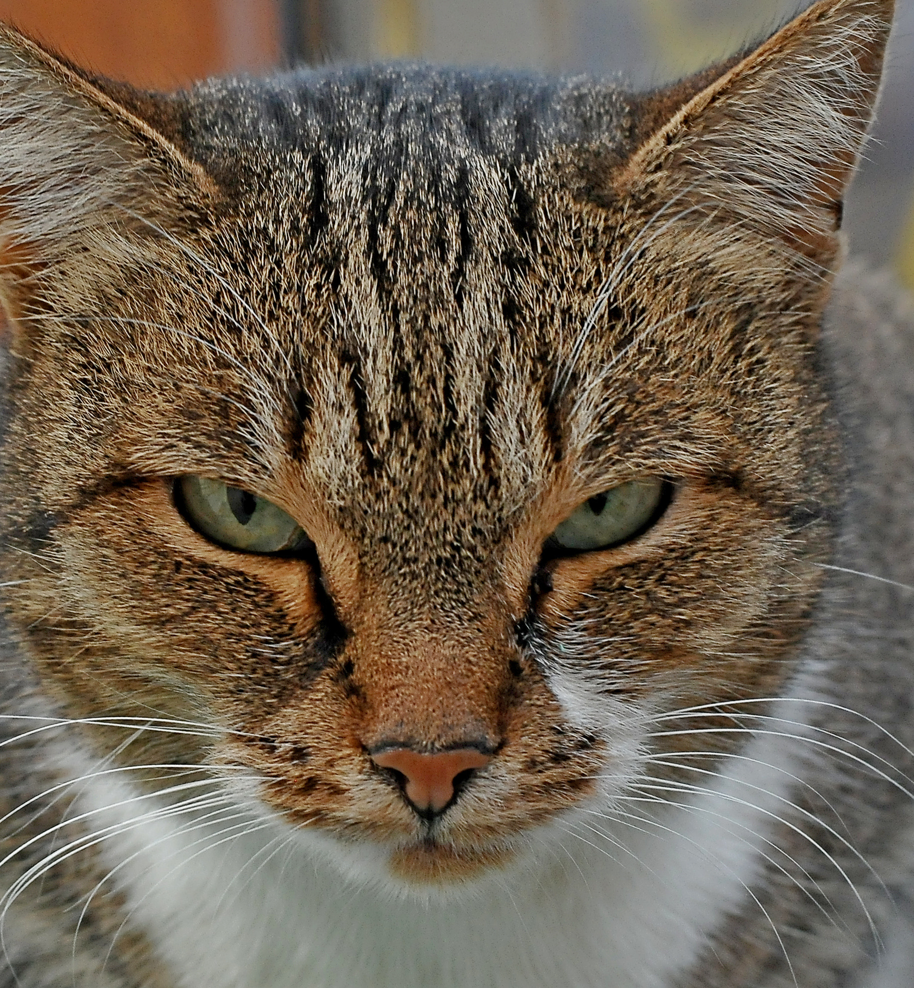 Nikon D300S sample photo. Cat look photography