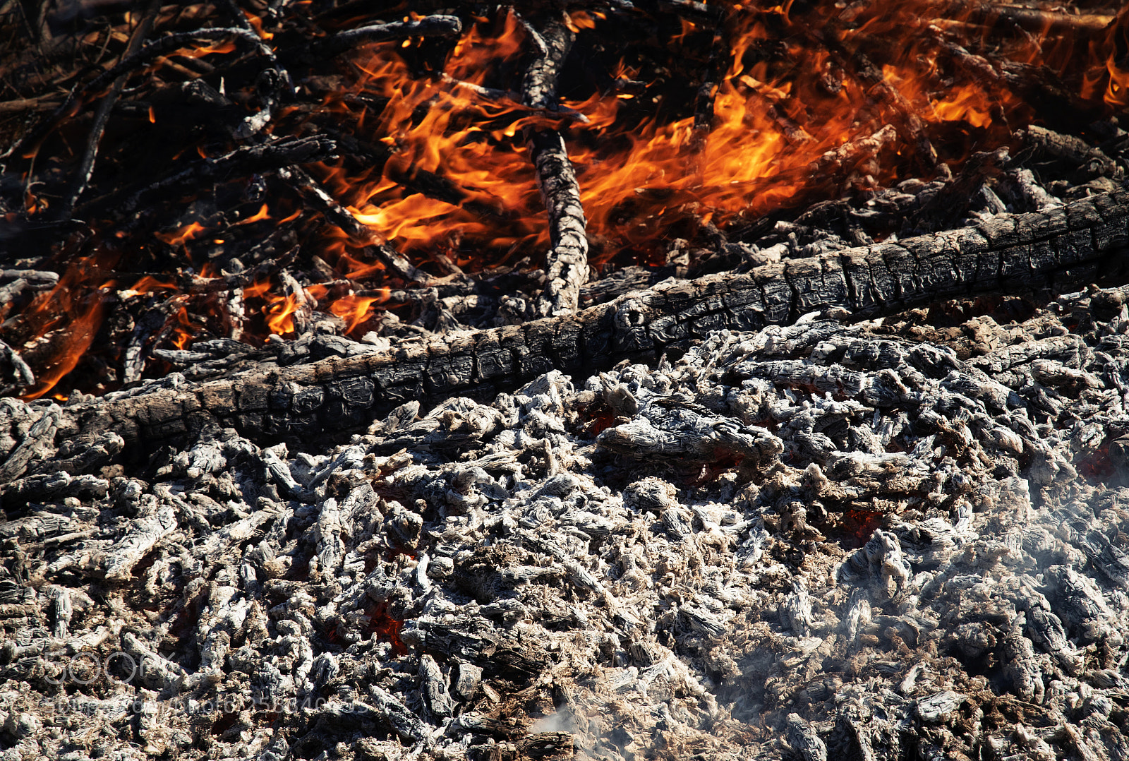 Nikon D5500 sample photo. Detail on ash and photography