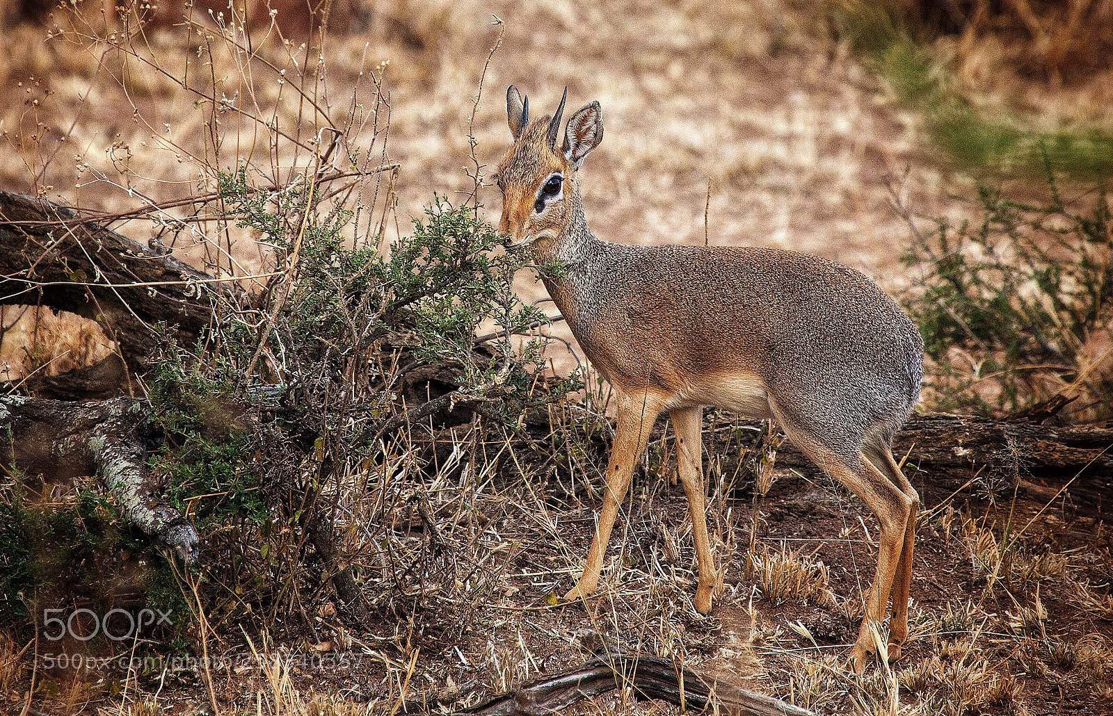 Canon EOS 5D Mark II sample photo. Dikdik de kirk, male photography