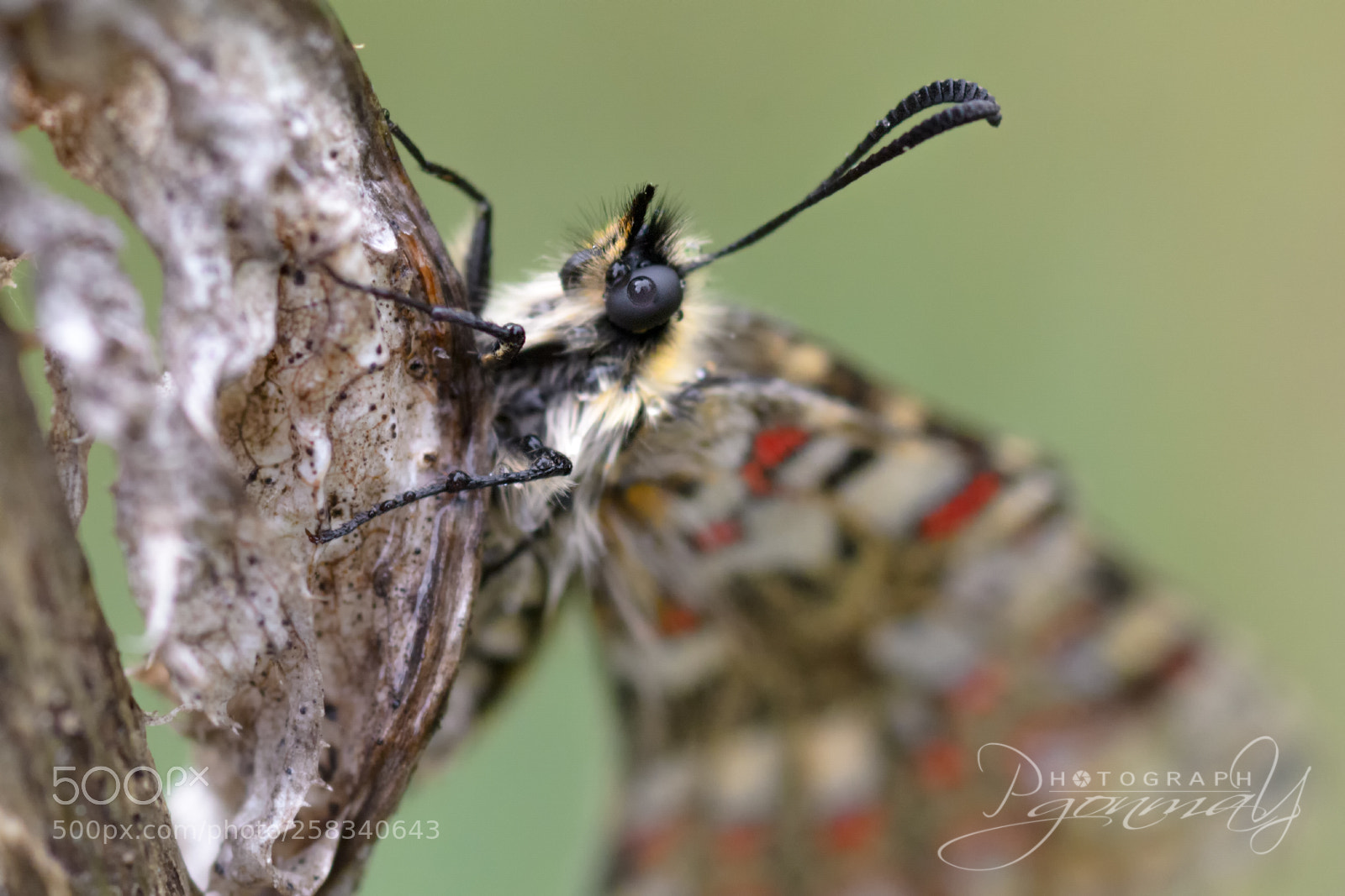 Nikon D7000 sample photo. Natural eye drop photography