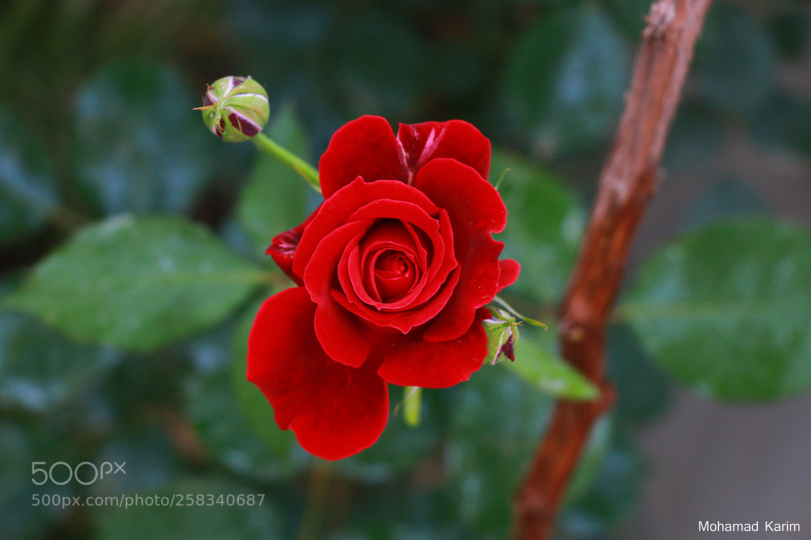 Canon EOS 70D sample photo. Untitled photography