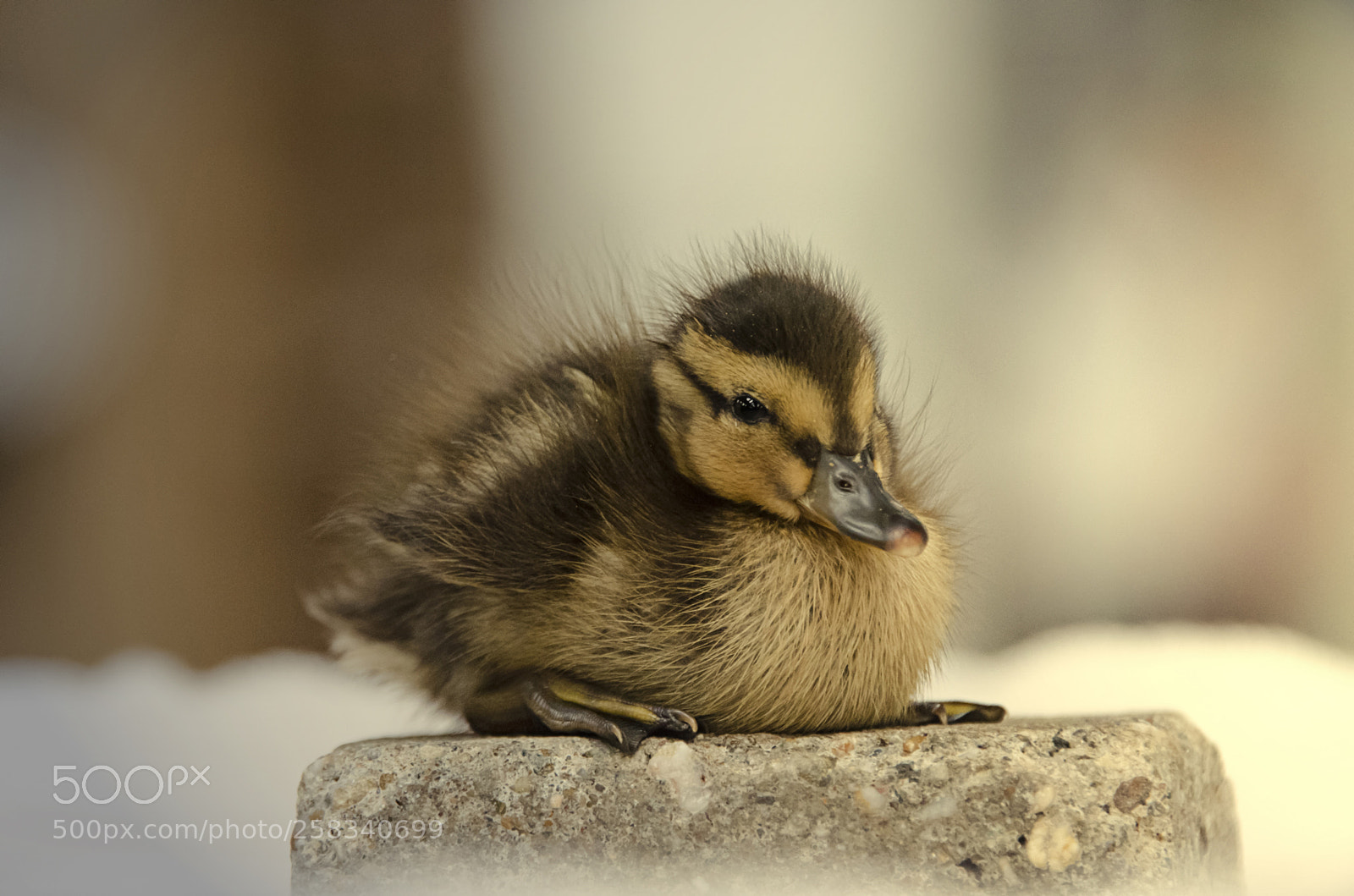 Nikon D5100 sample photo. The perfect little model! photography