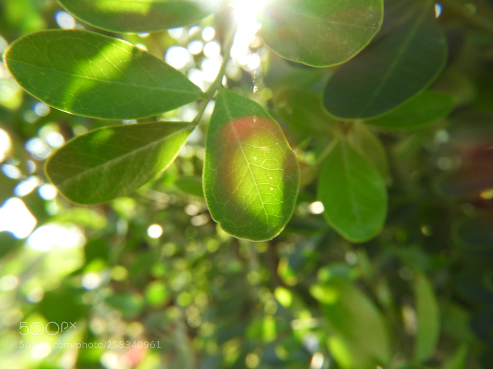 Nikon Coolpix B700 sample photo. Light in the plants photography