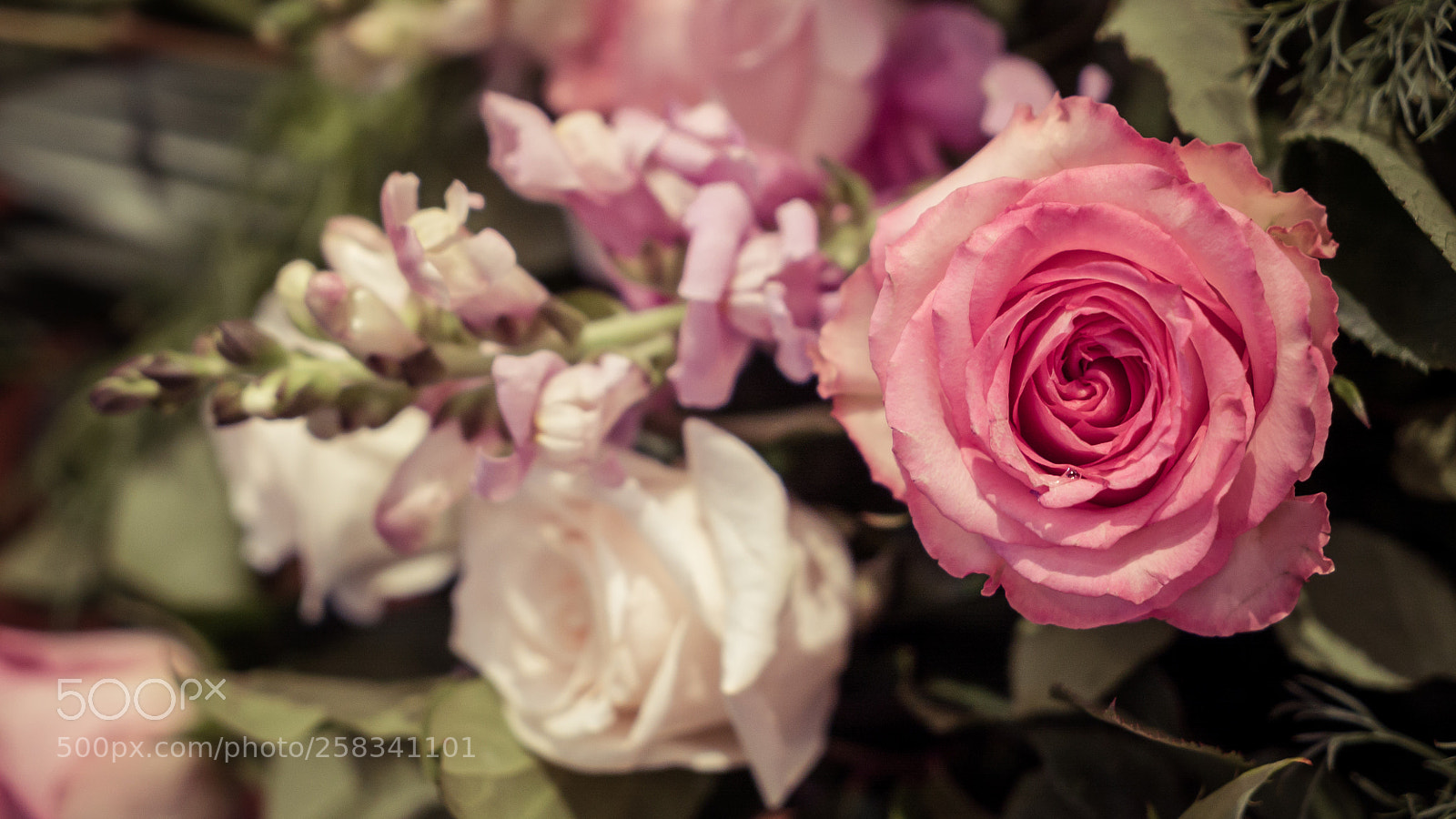 Sony a7S II sample photo. Dsc photography